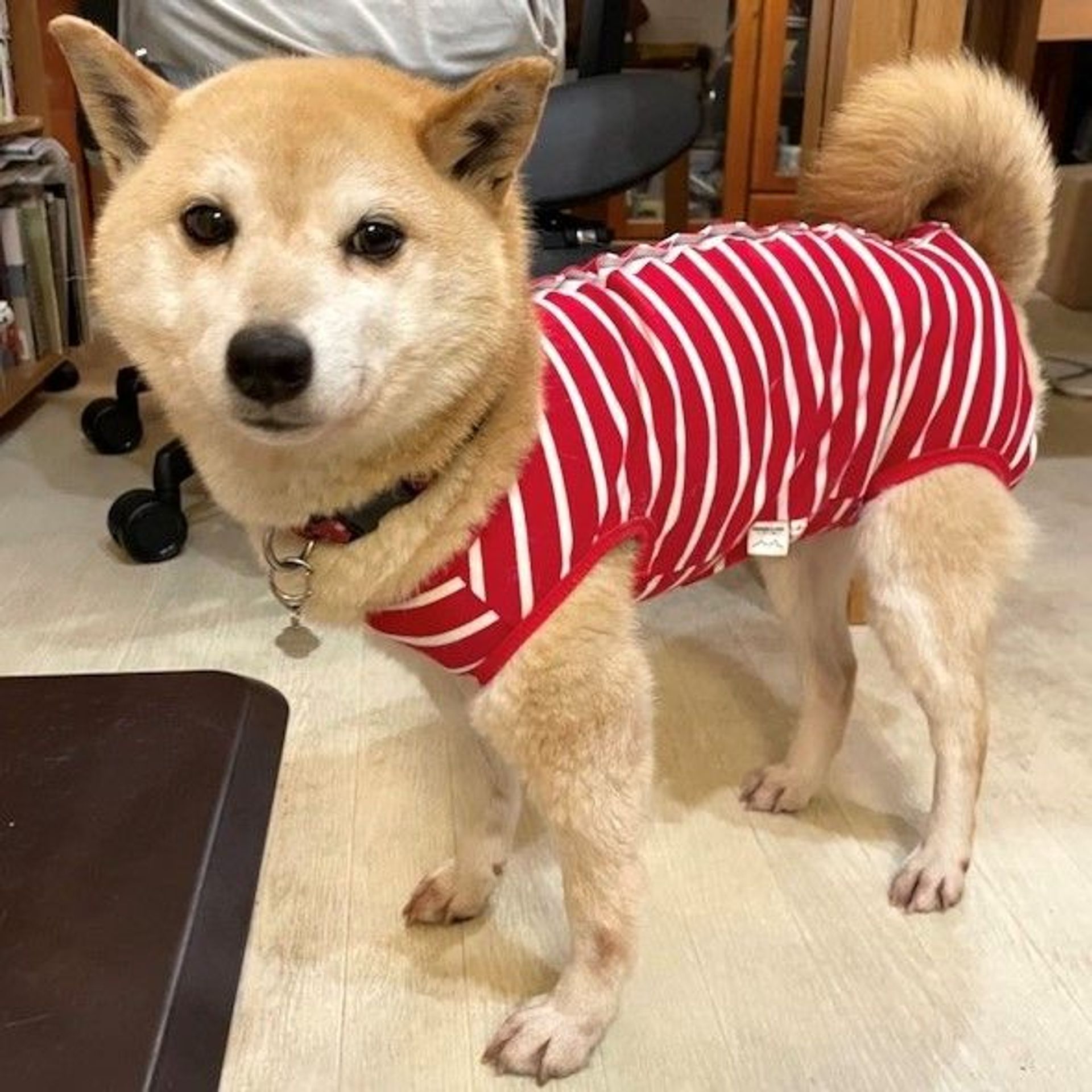 柴犬・メスの里親募集の写真