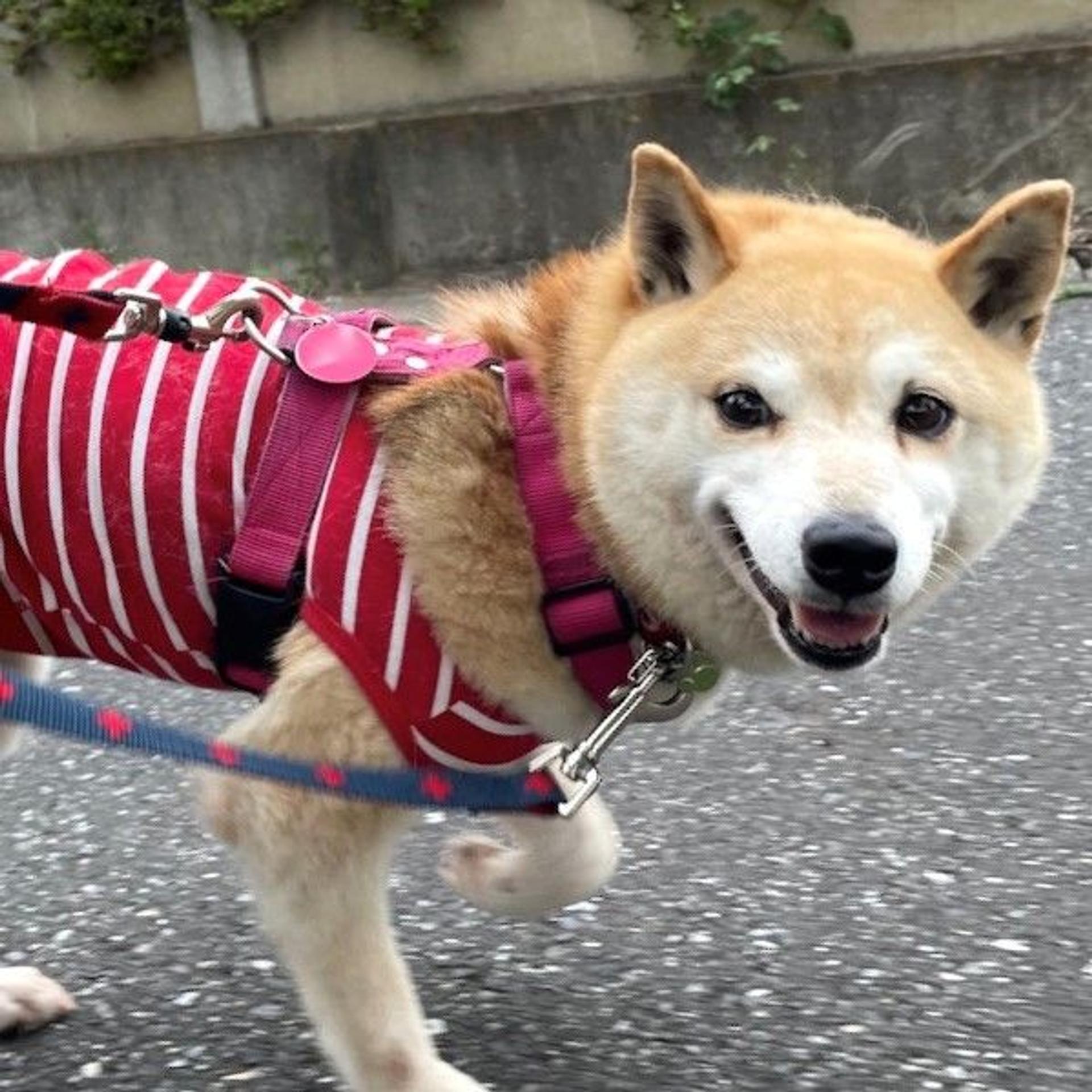 pet-image-3