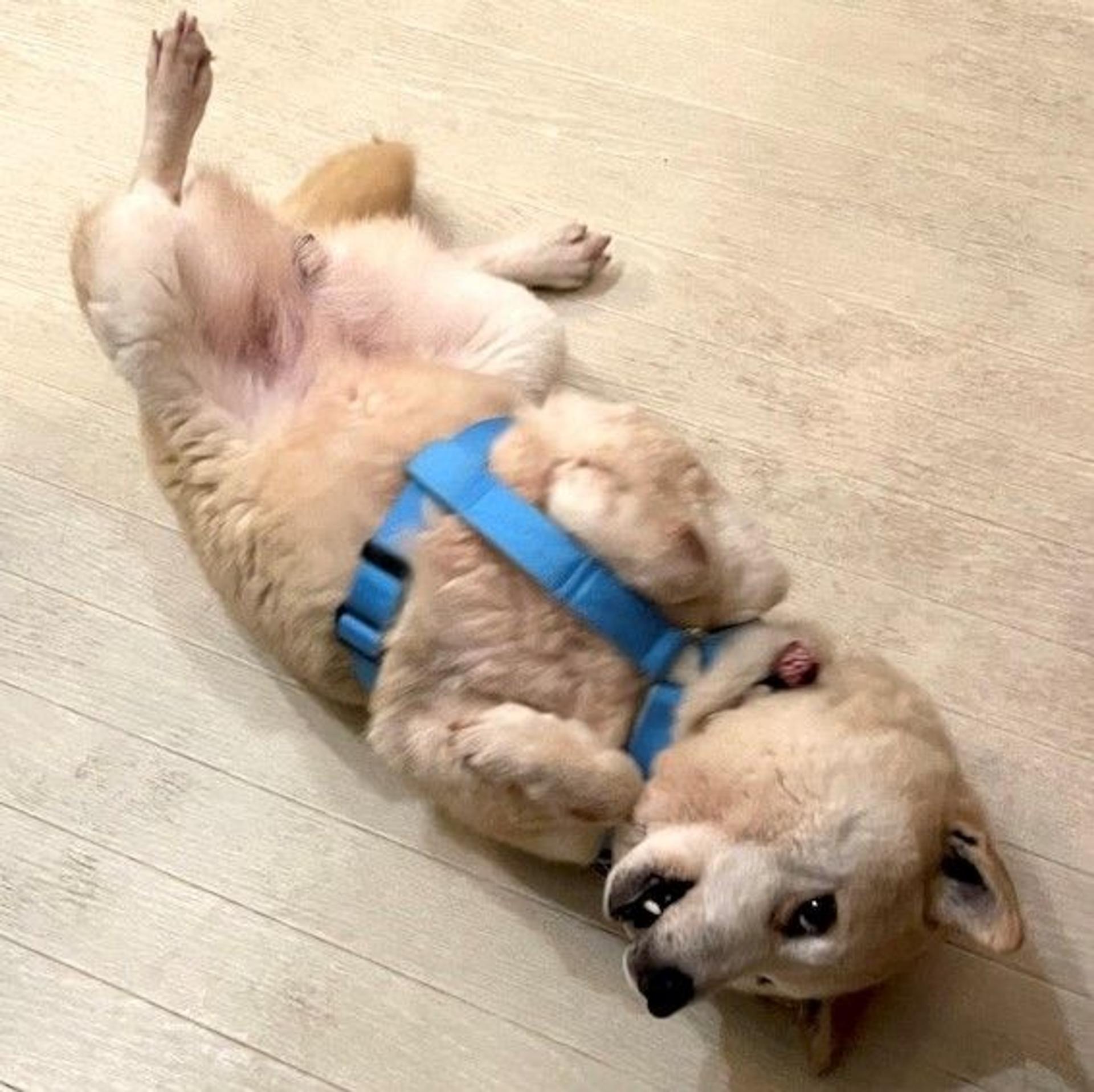 pet-image-4
