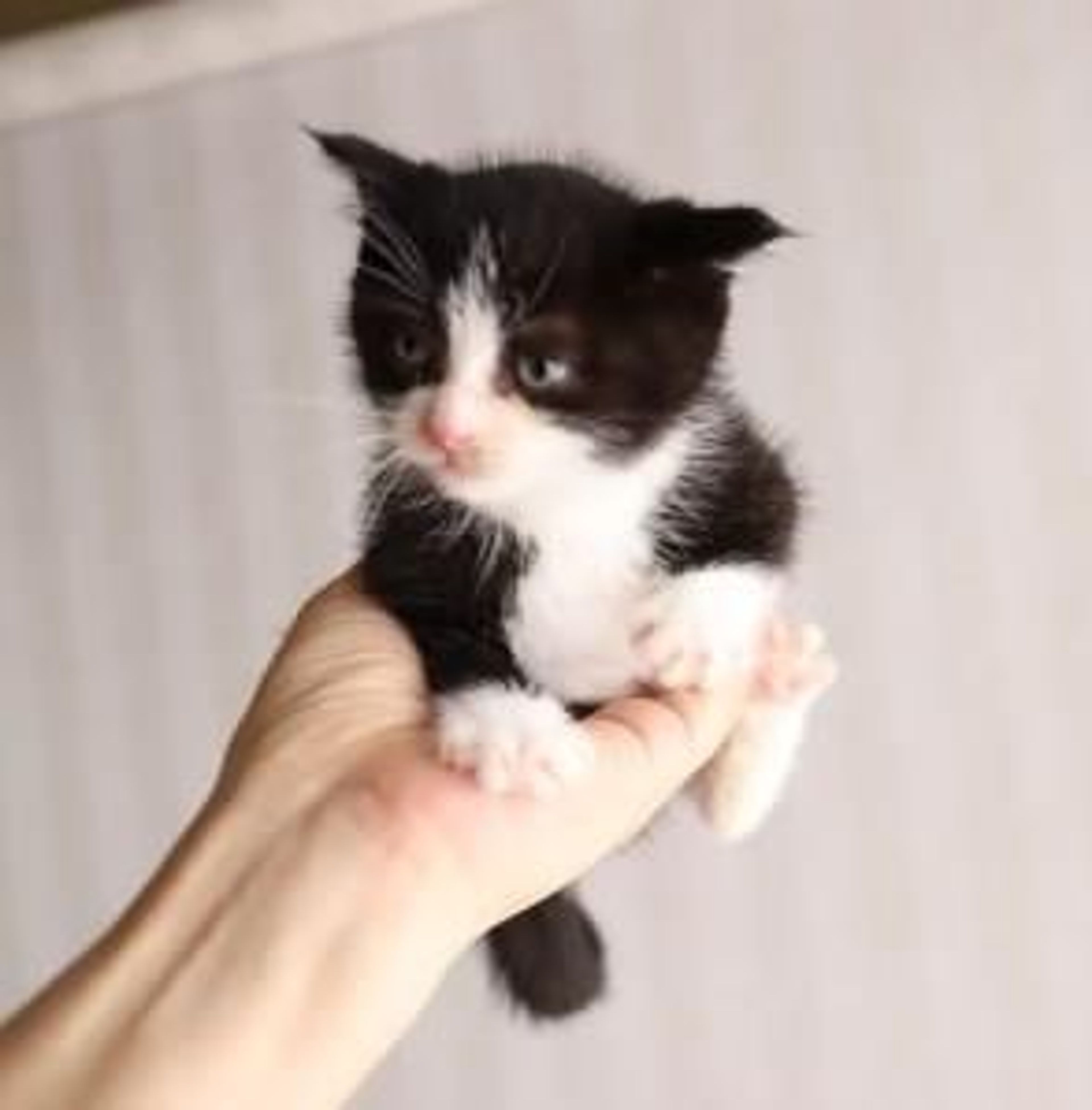 pet-image-2