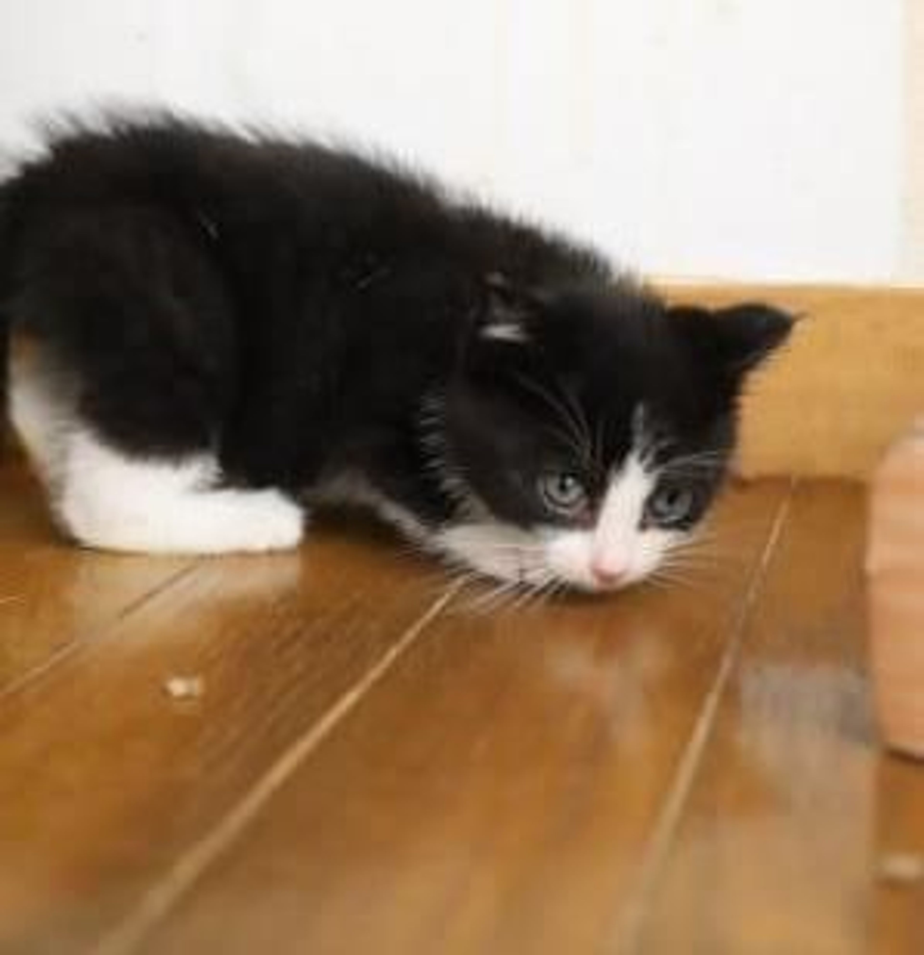 pet-image-3