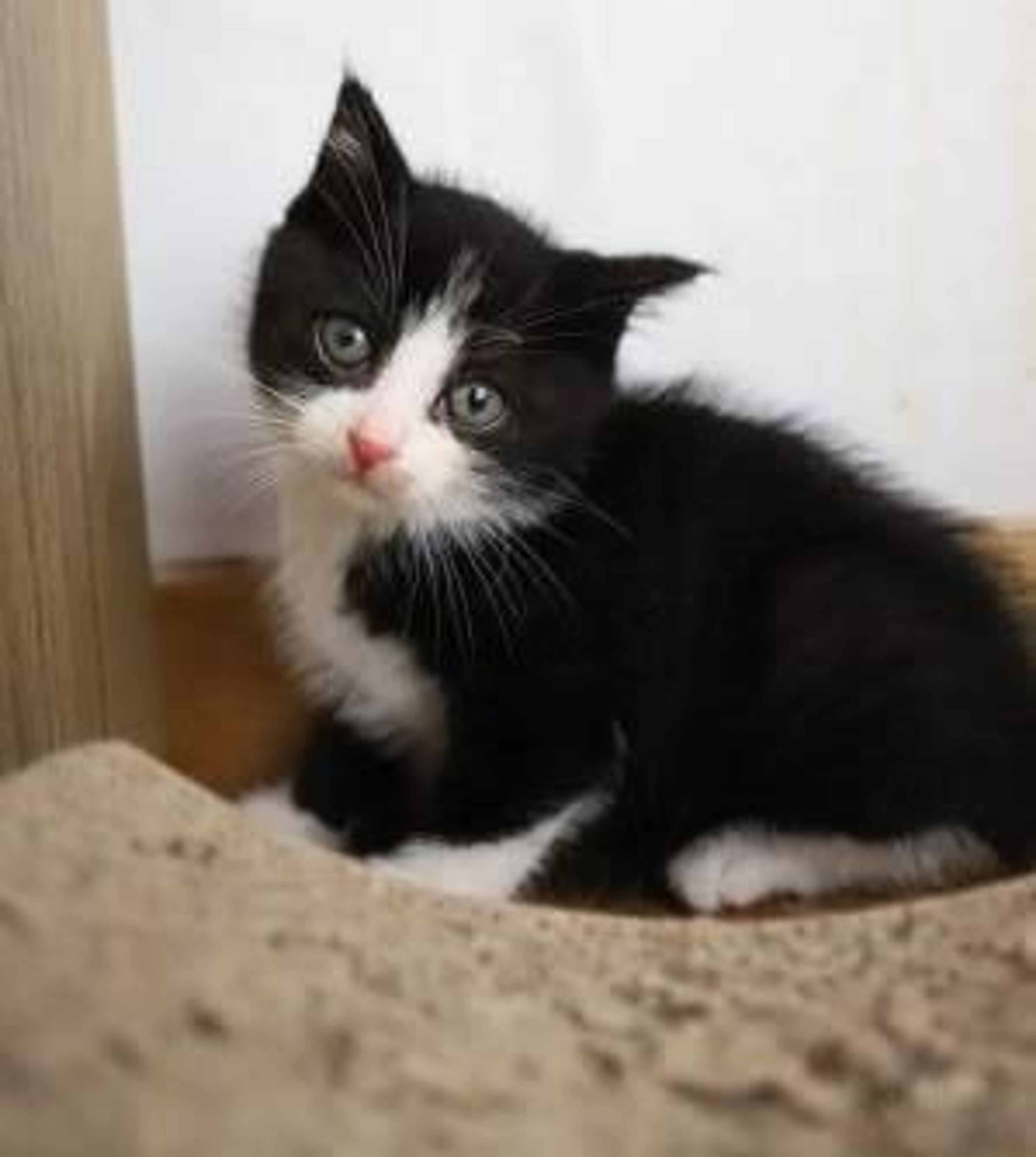 pet-image-4