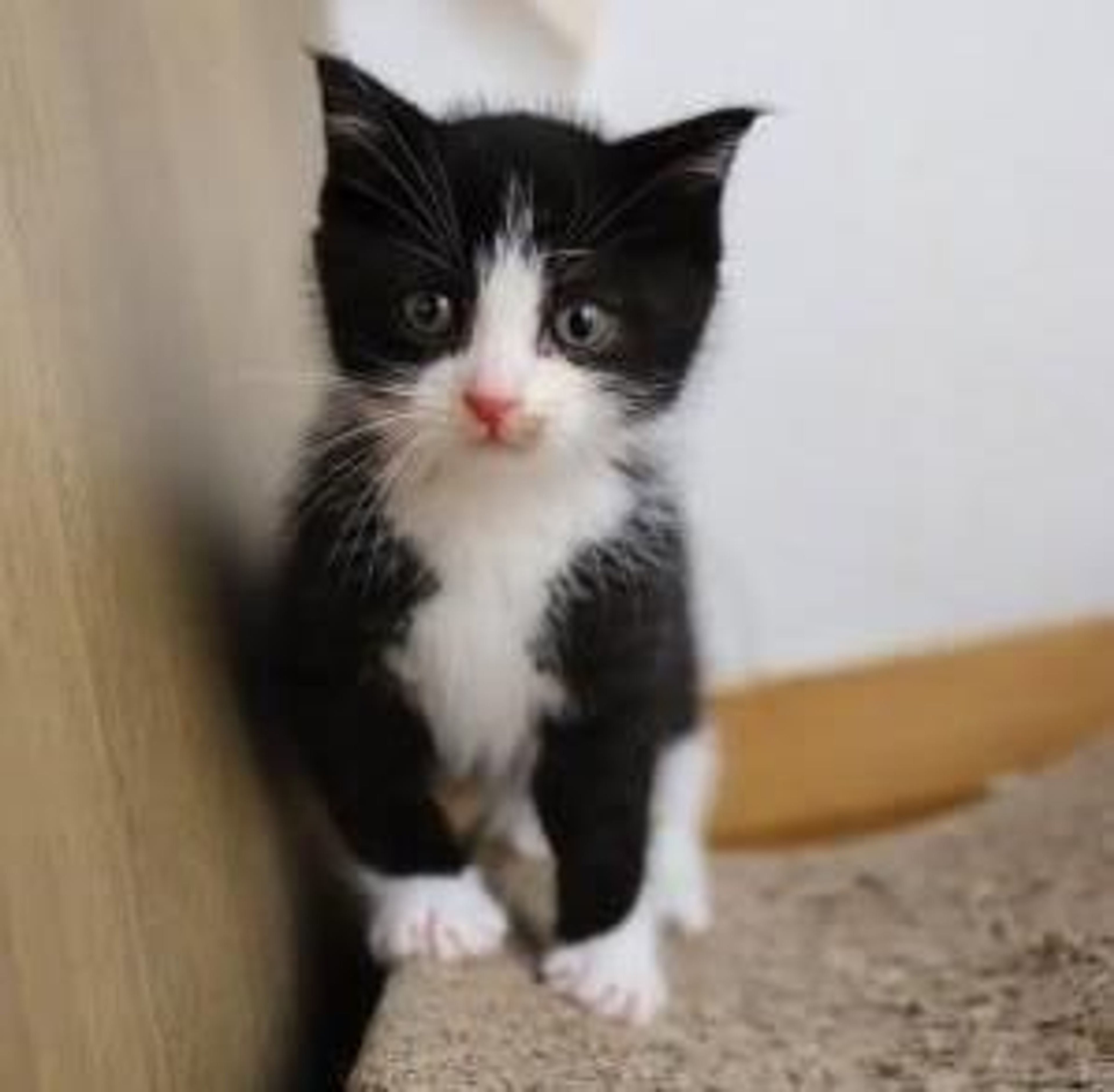 pet-image-5