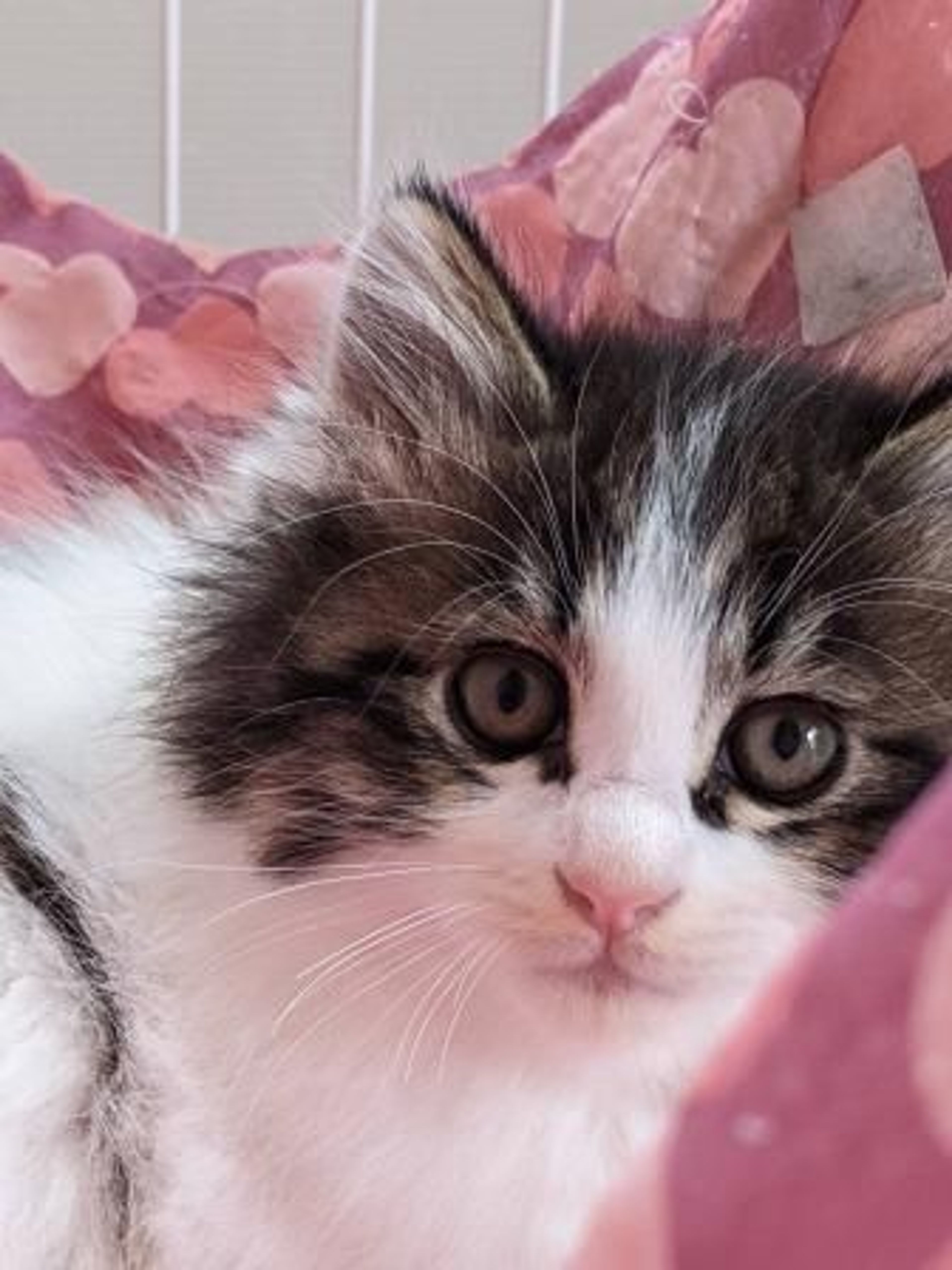 雑種（ミックス猫）・オスの里親募集の写真