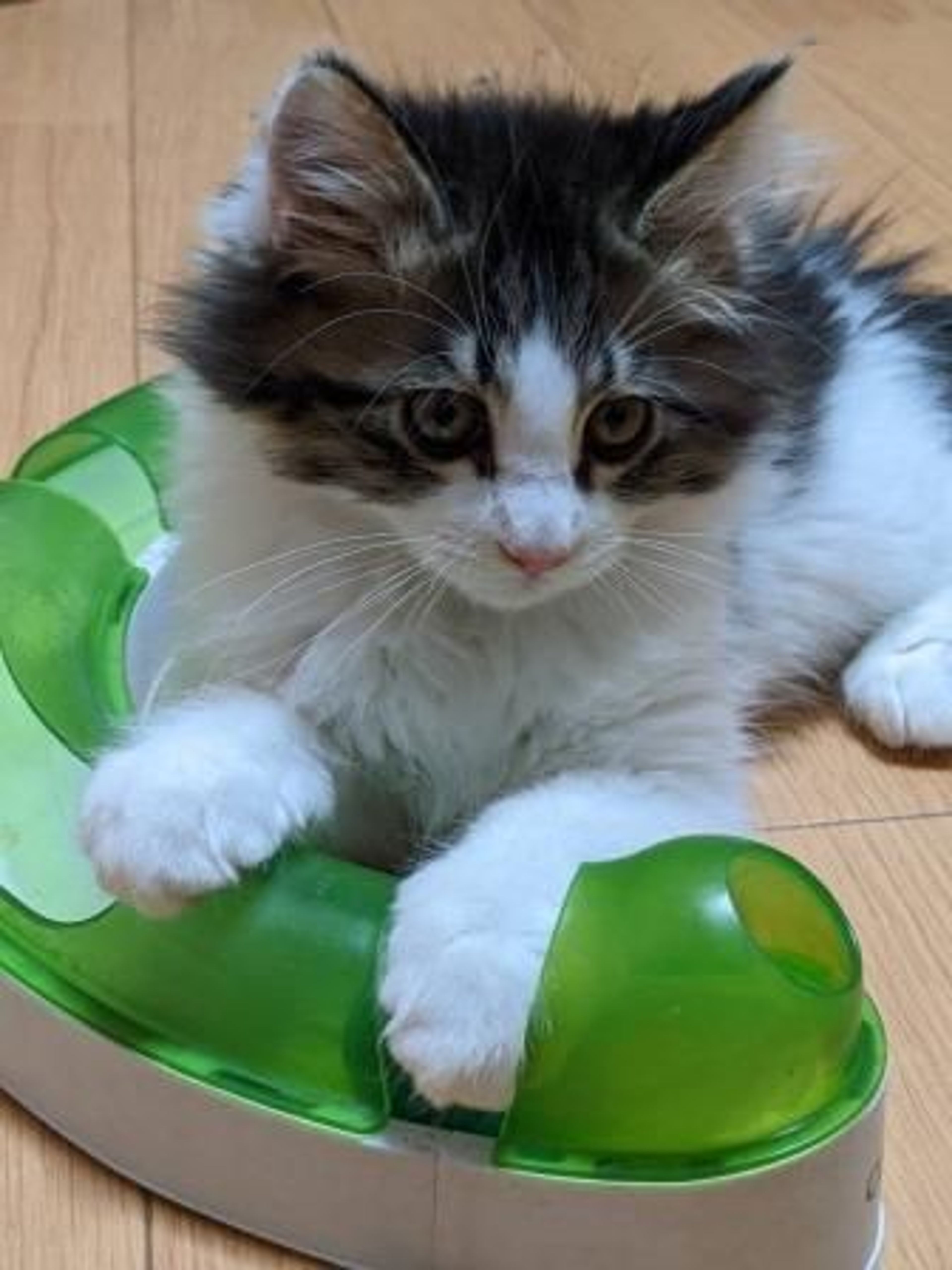 pet-image-2