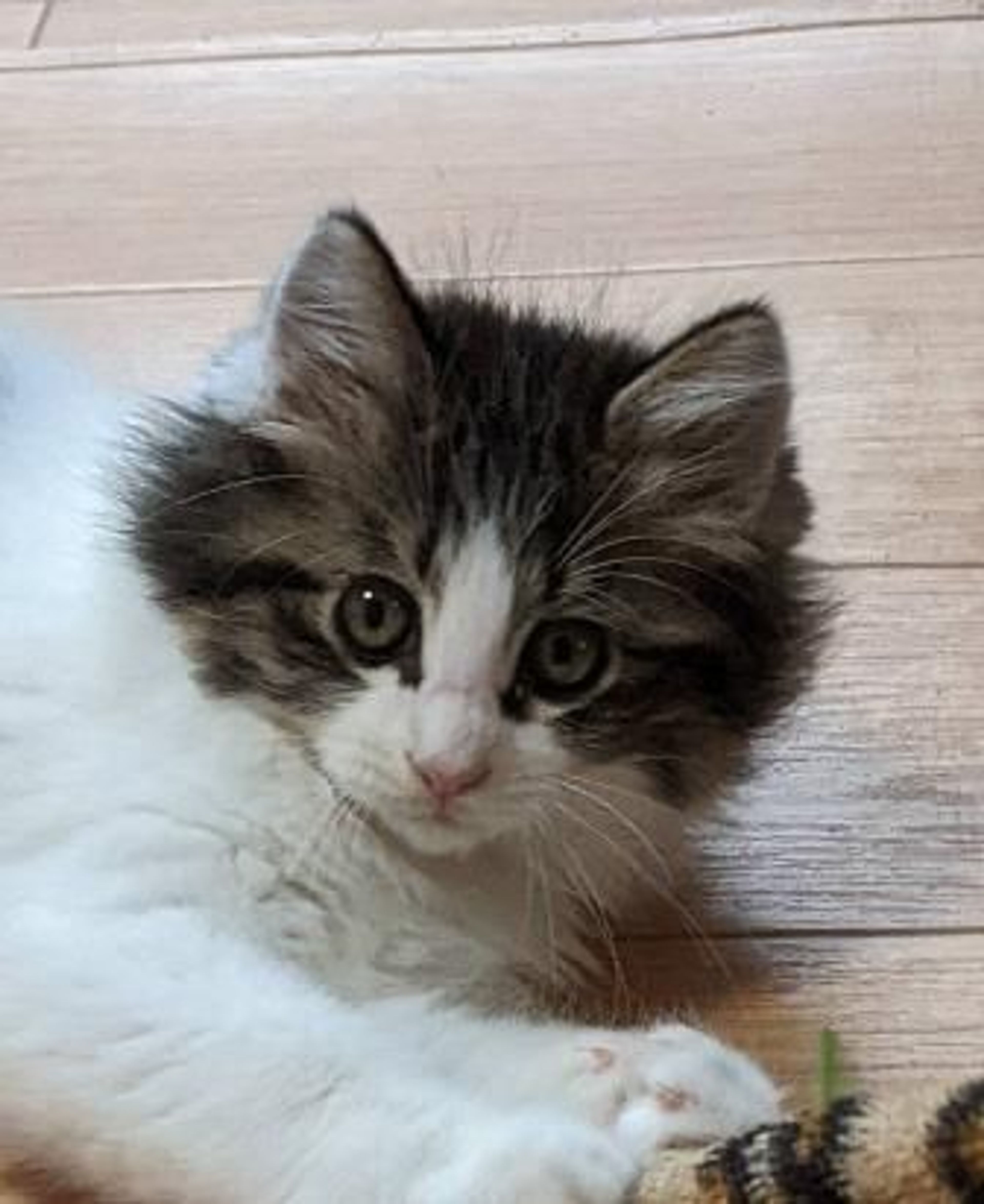 pet-image-3