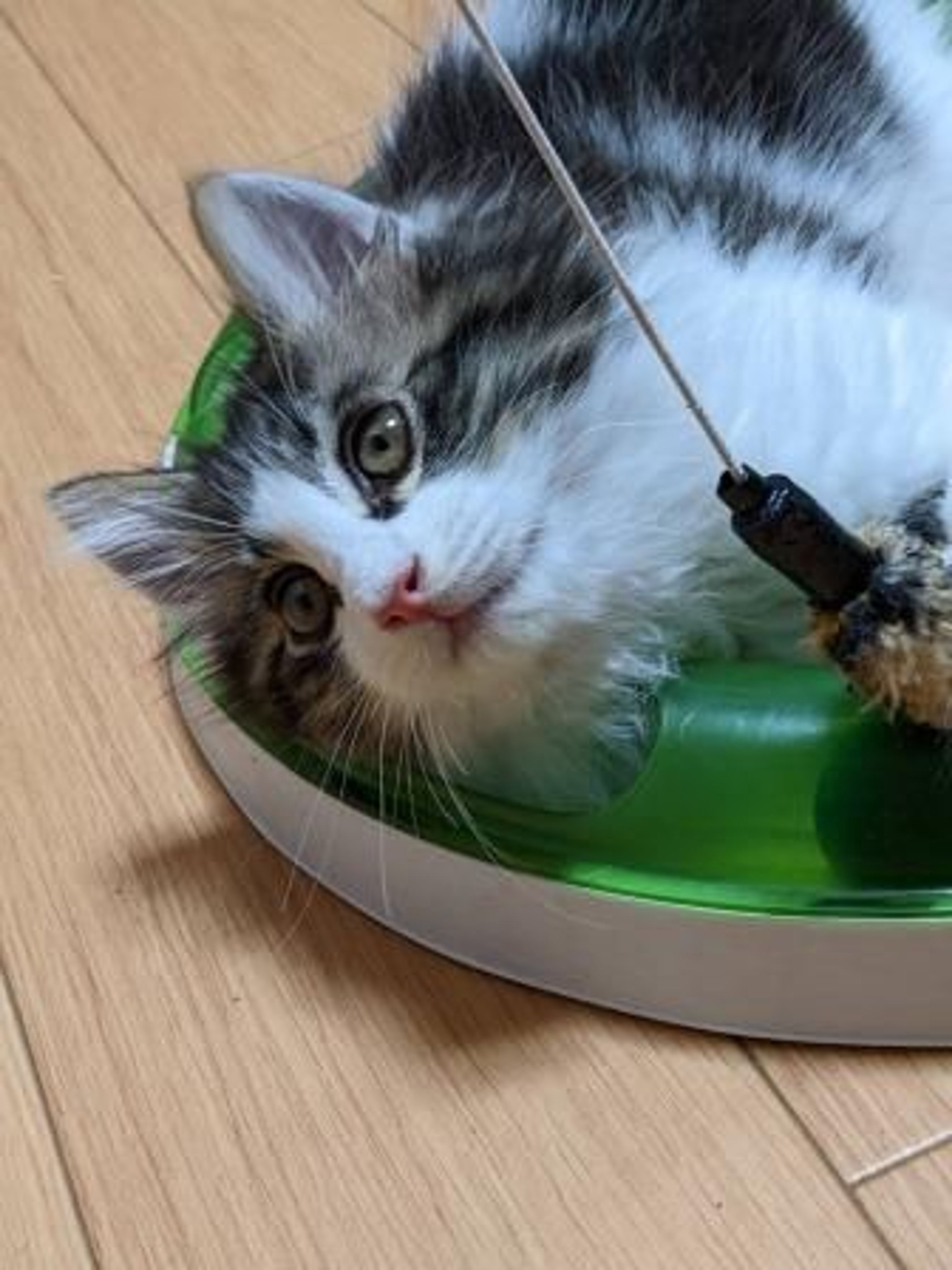pet-image-4