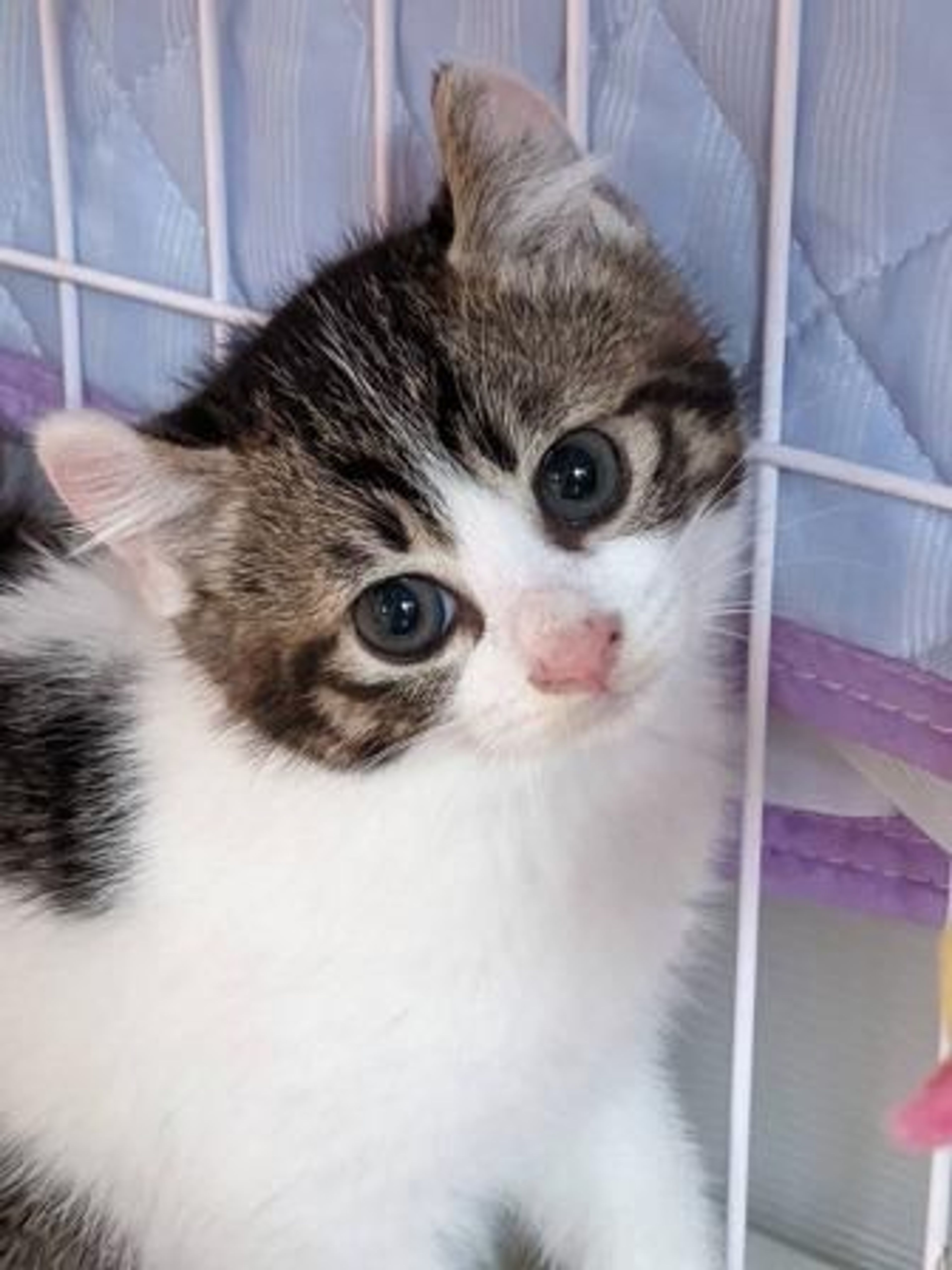 雑種（ミックス猫）・メスの里親募集の写真