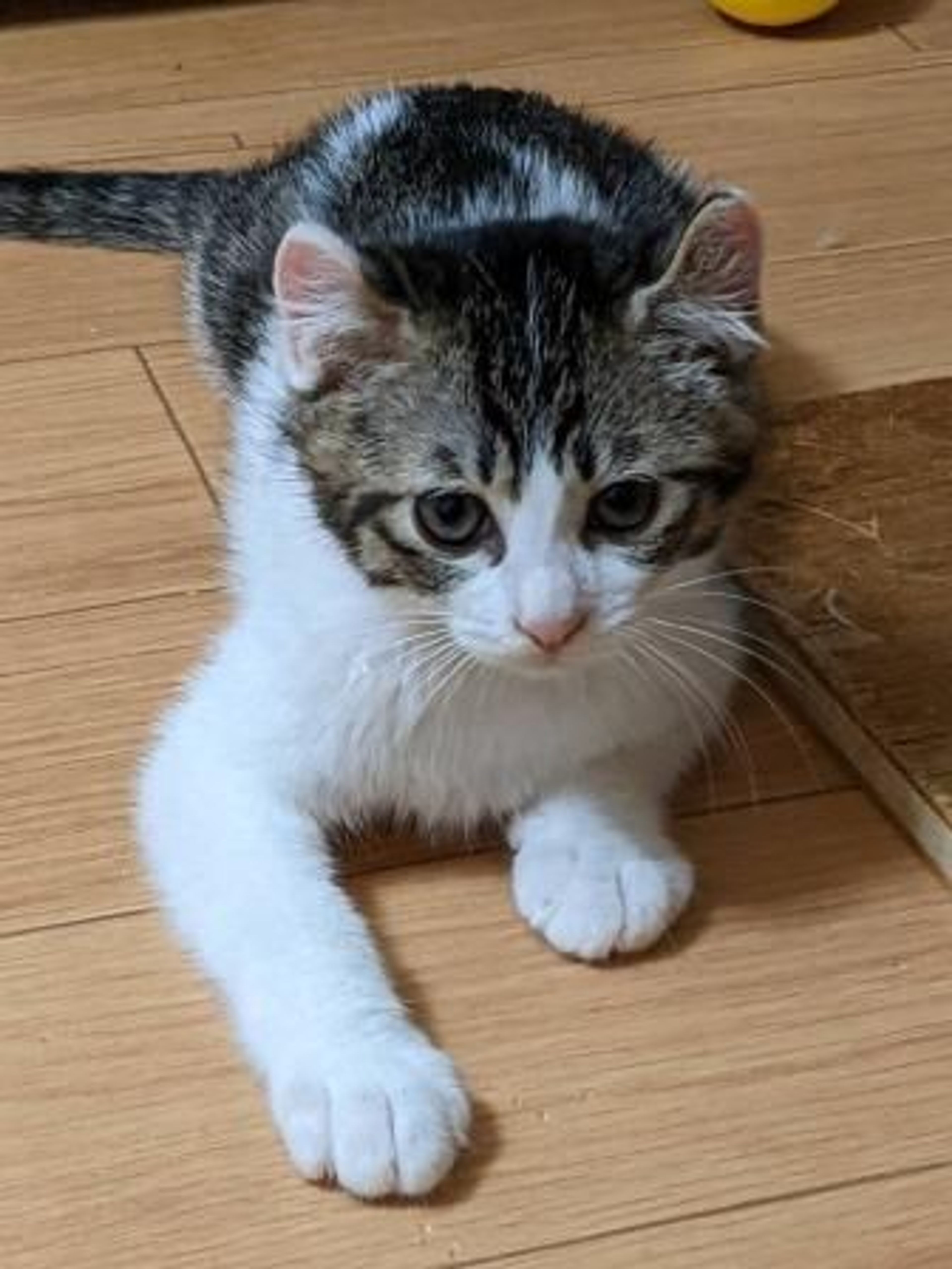 pet-image-3