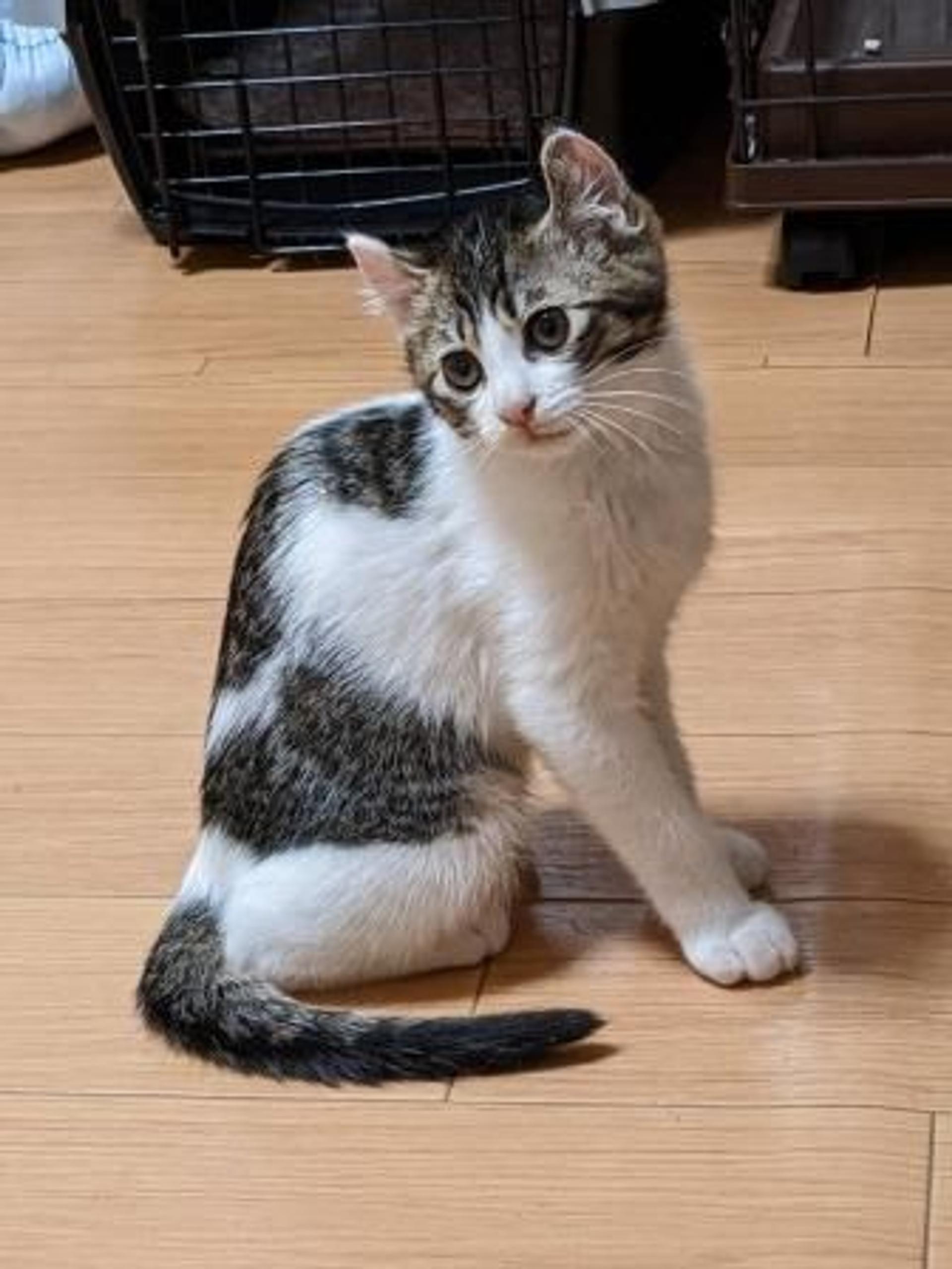 pet-image-4