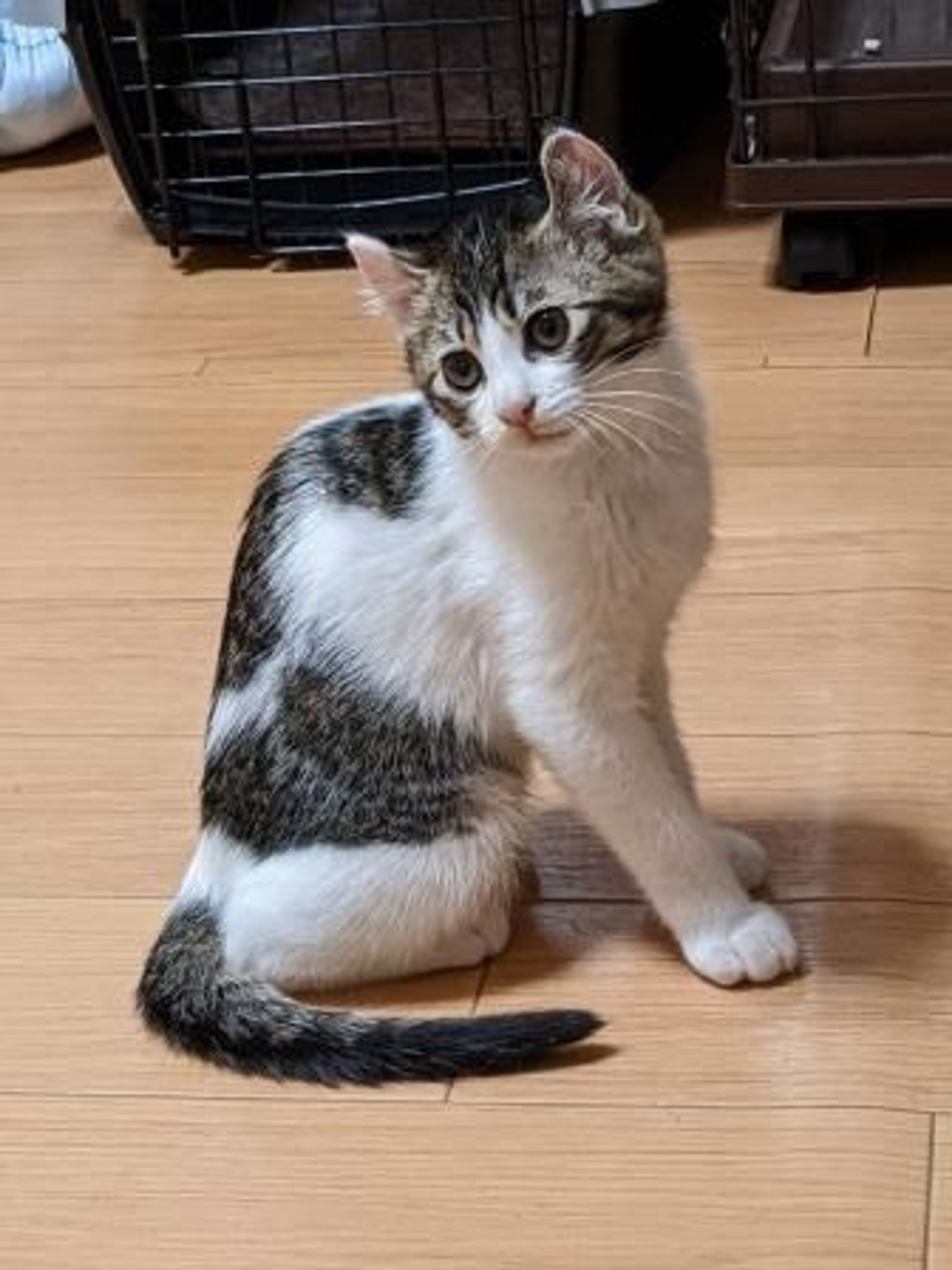 pet-image-4