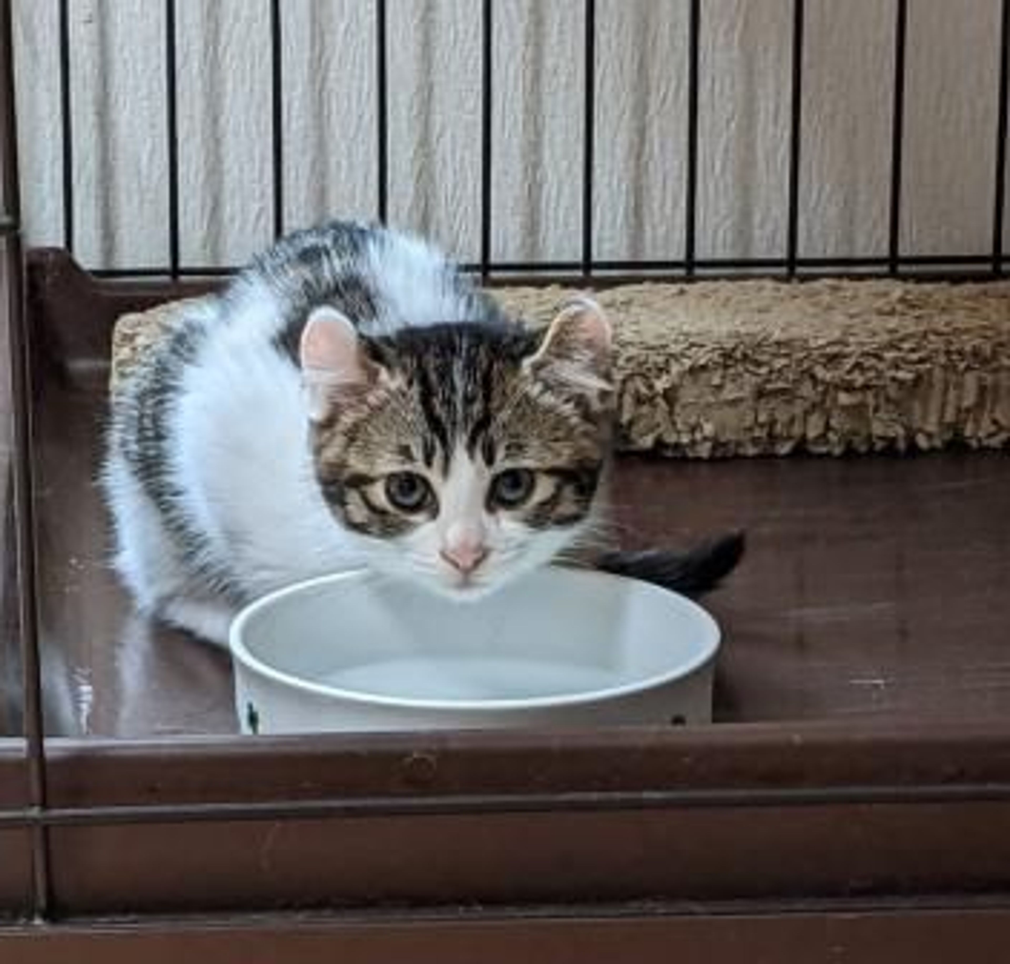 pet-image-5
