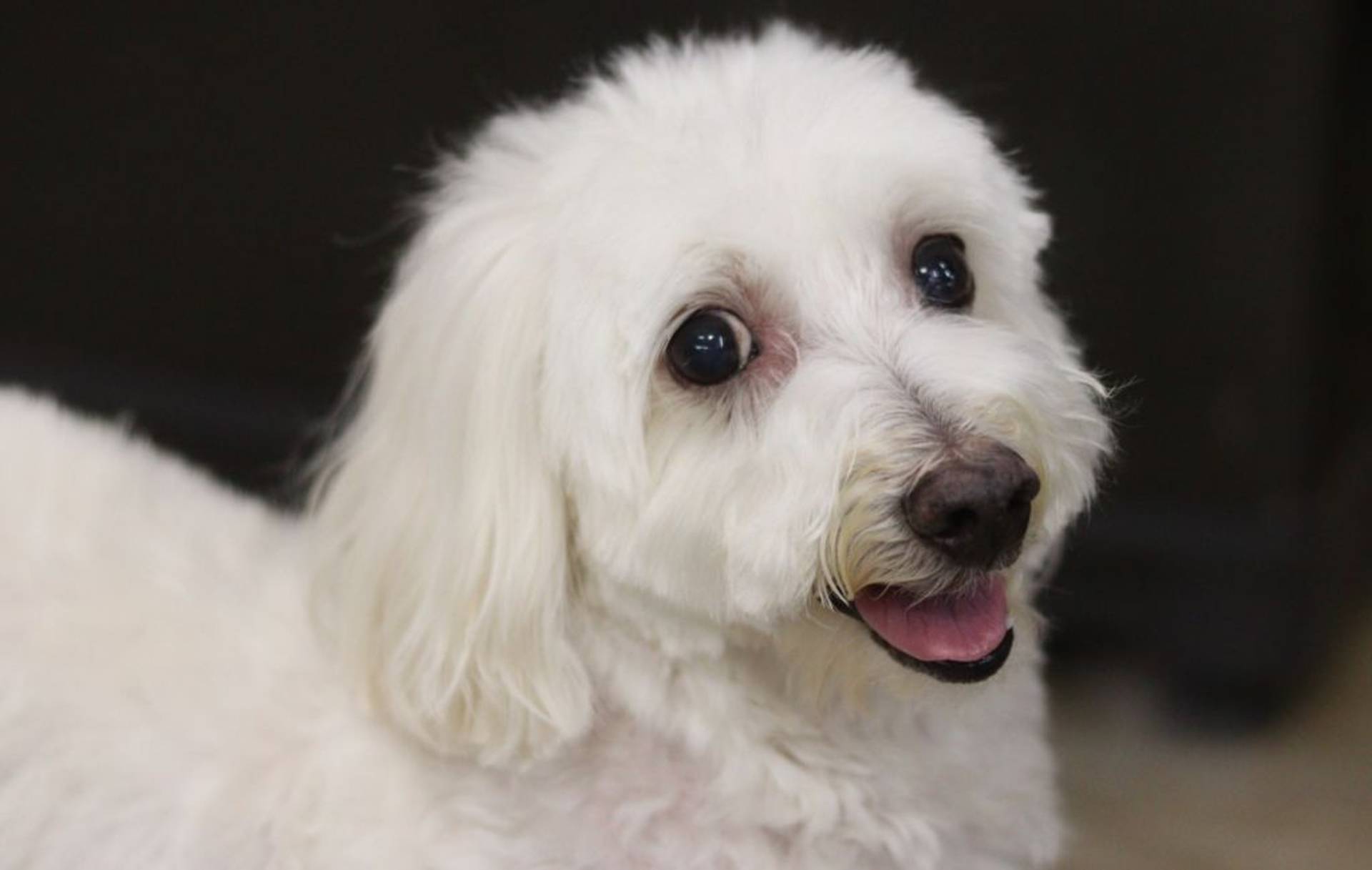 雑種（ミックス犬）・メスの里親募集の写真