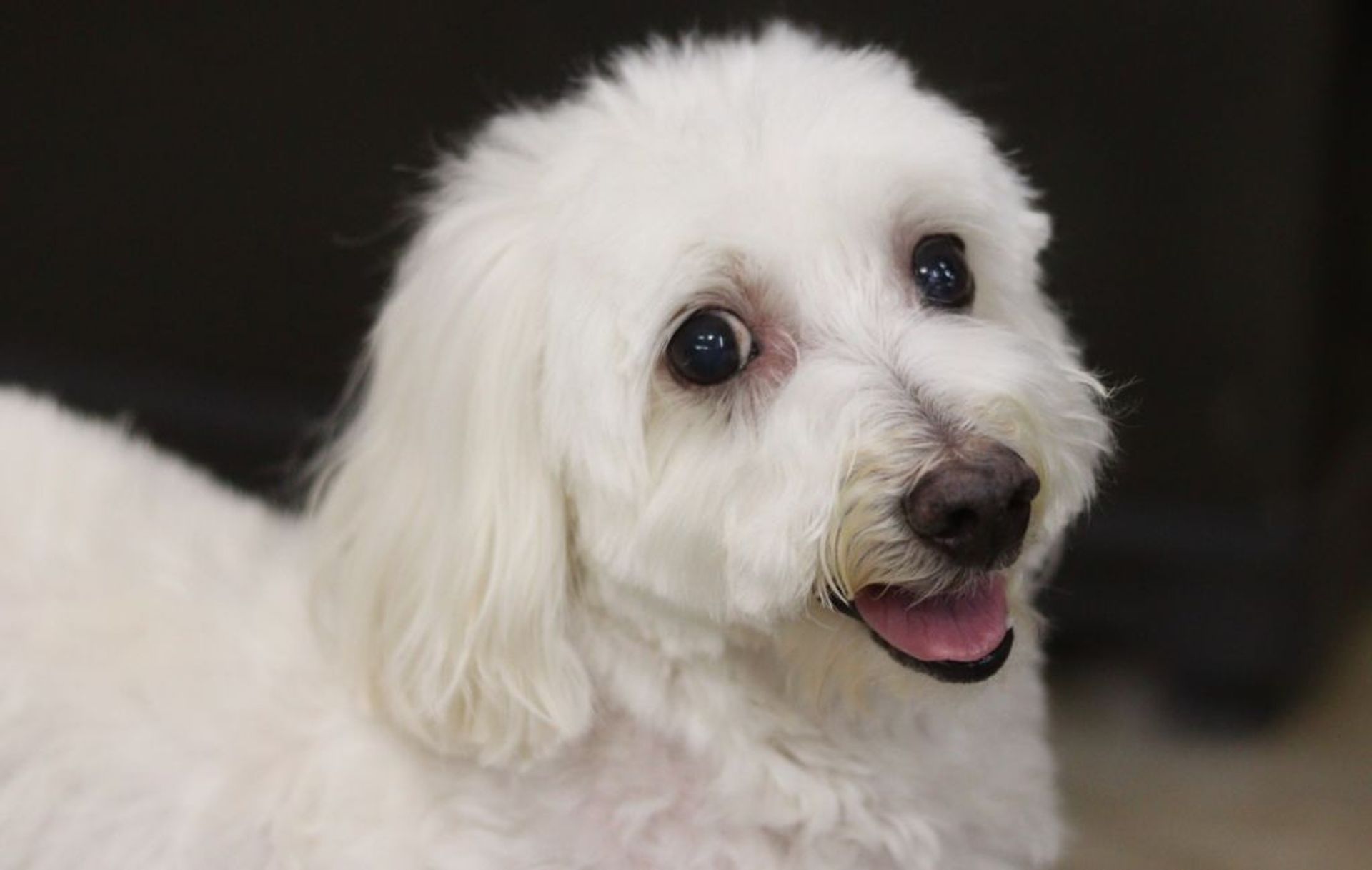 雑種（ミックス犬）・メスの里親募集の写真
