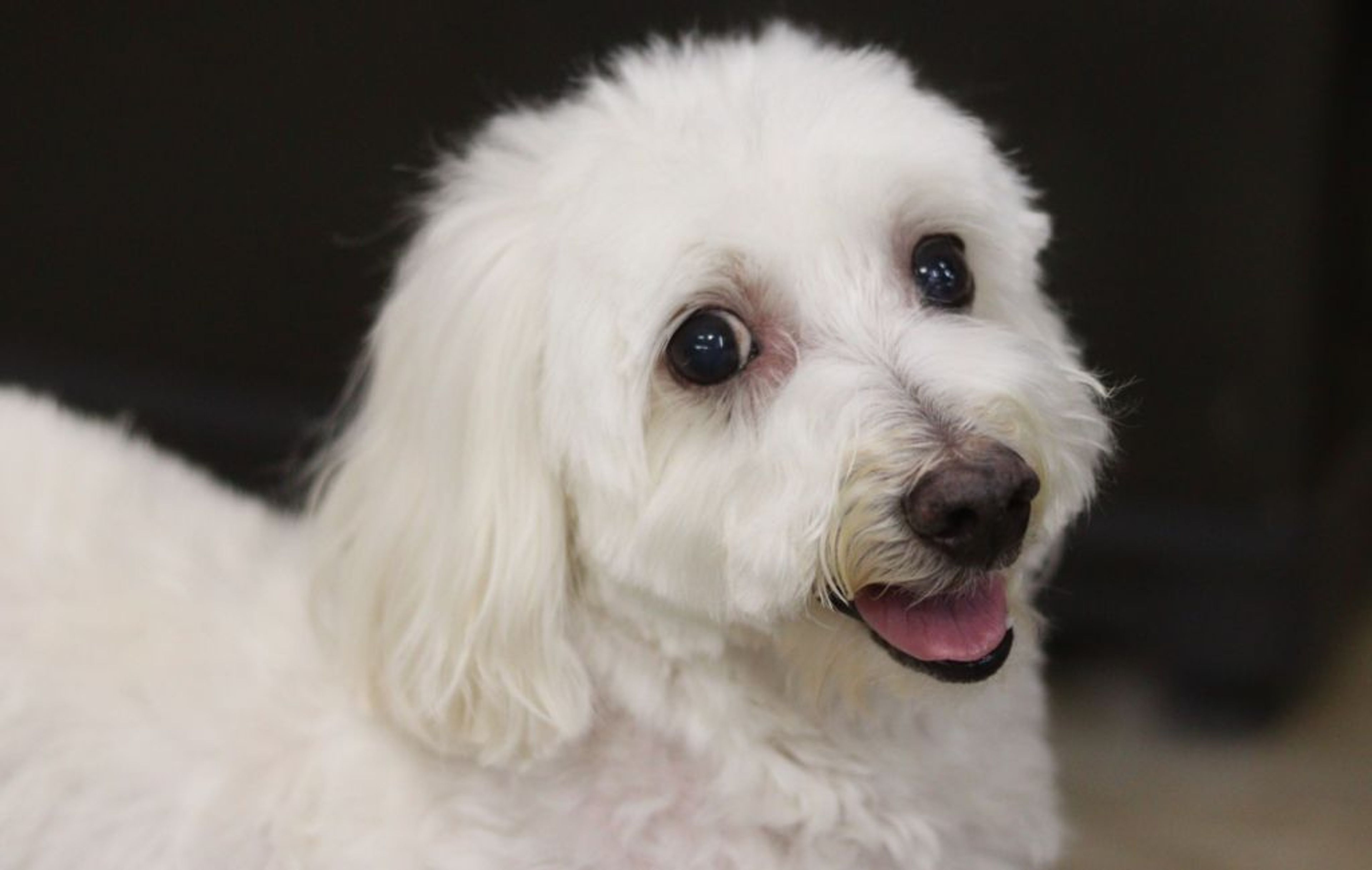 雑種（ミックス犬）・メスの里親募集の写真
