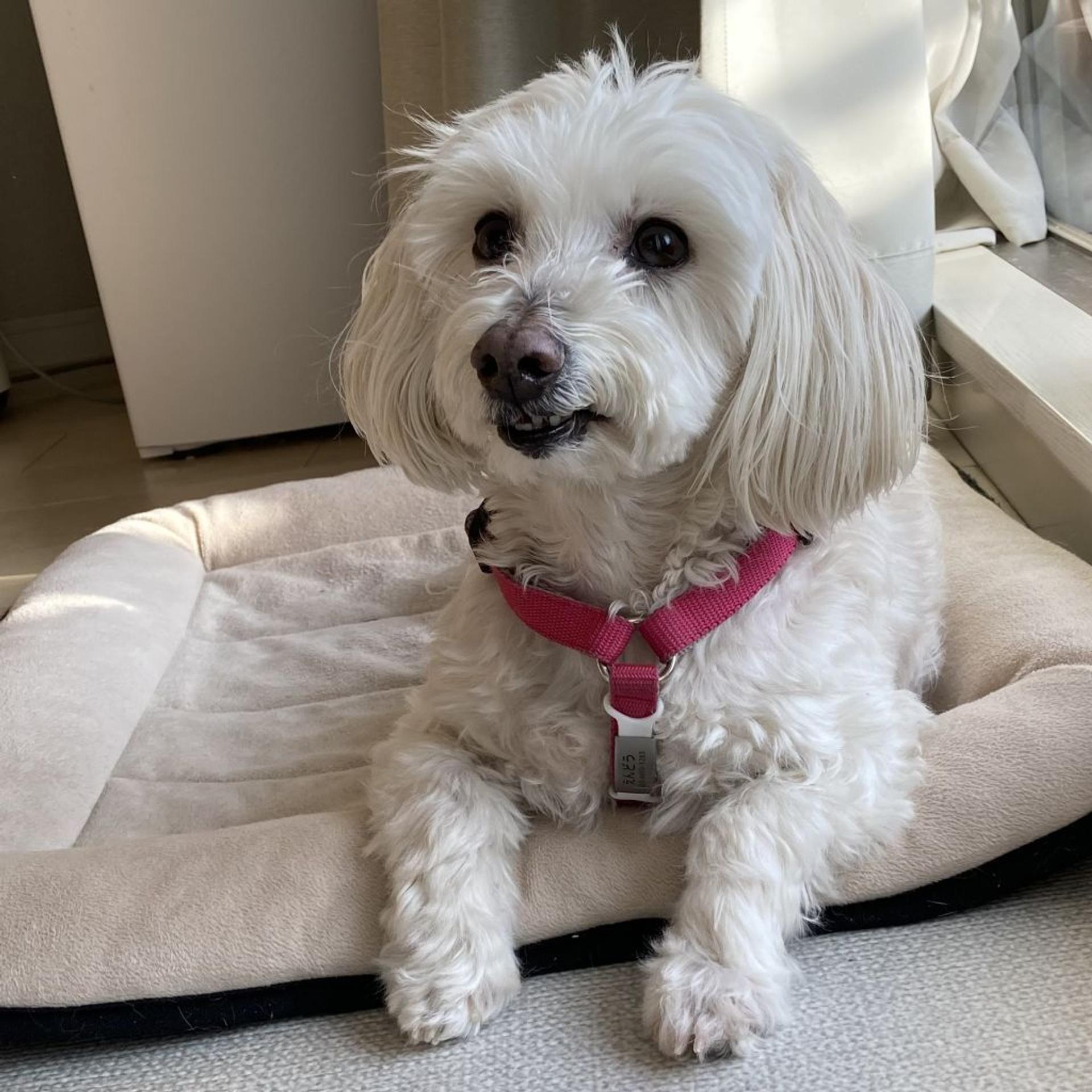 pet-image-3