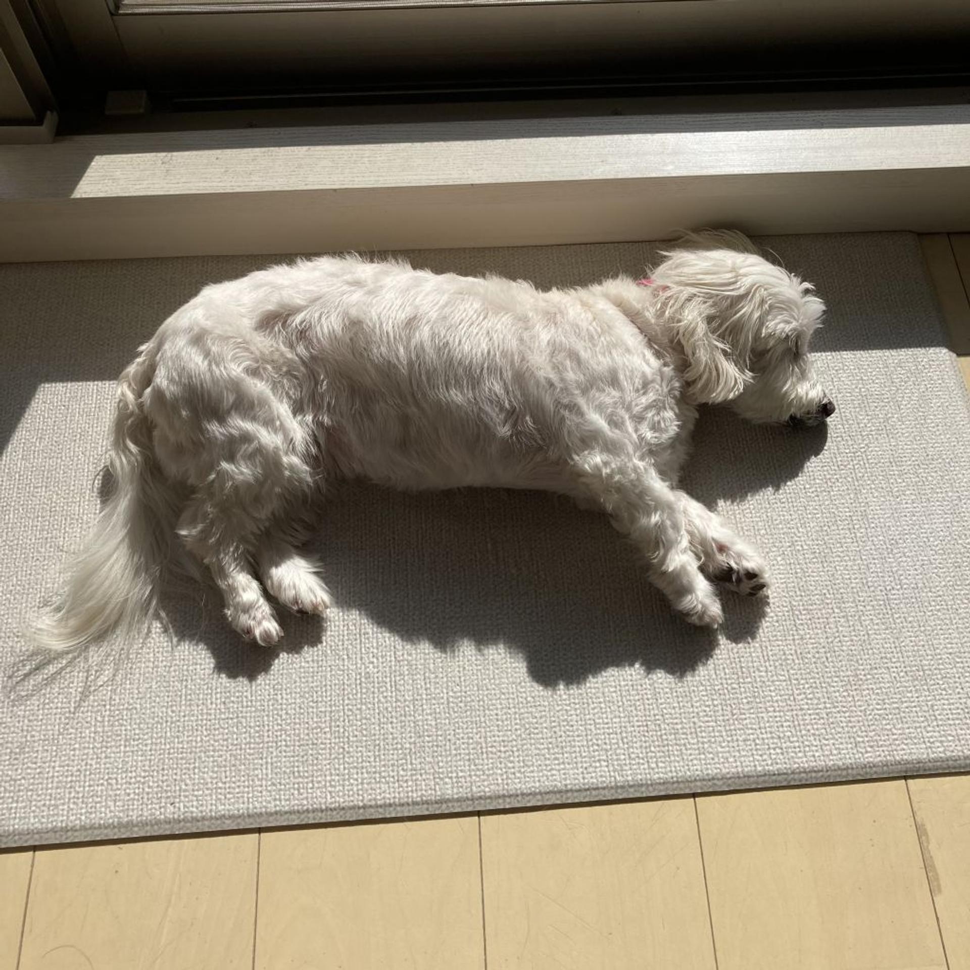 pet-image-4
