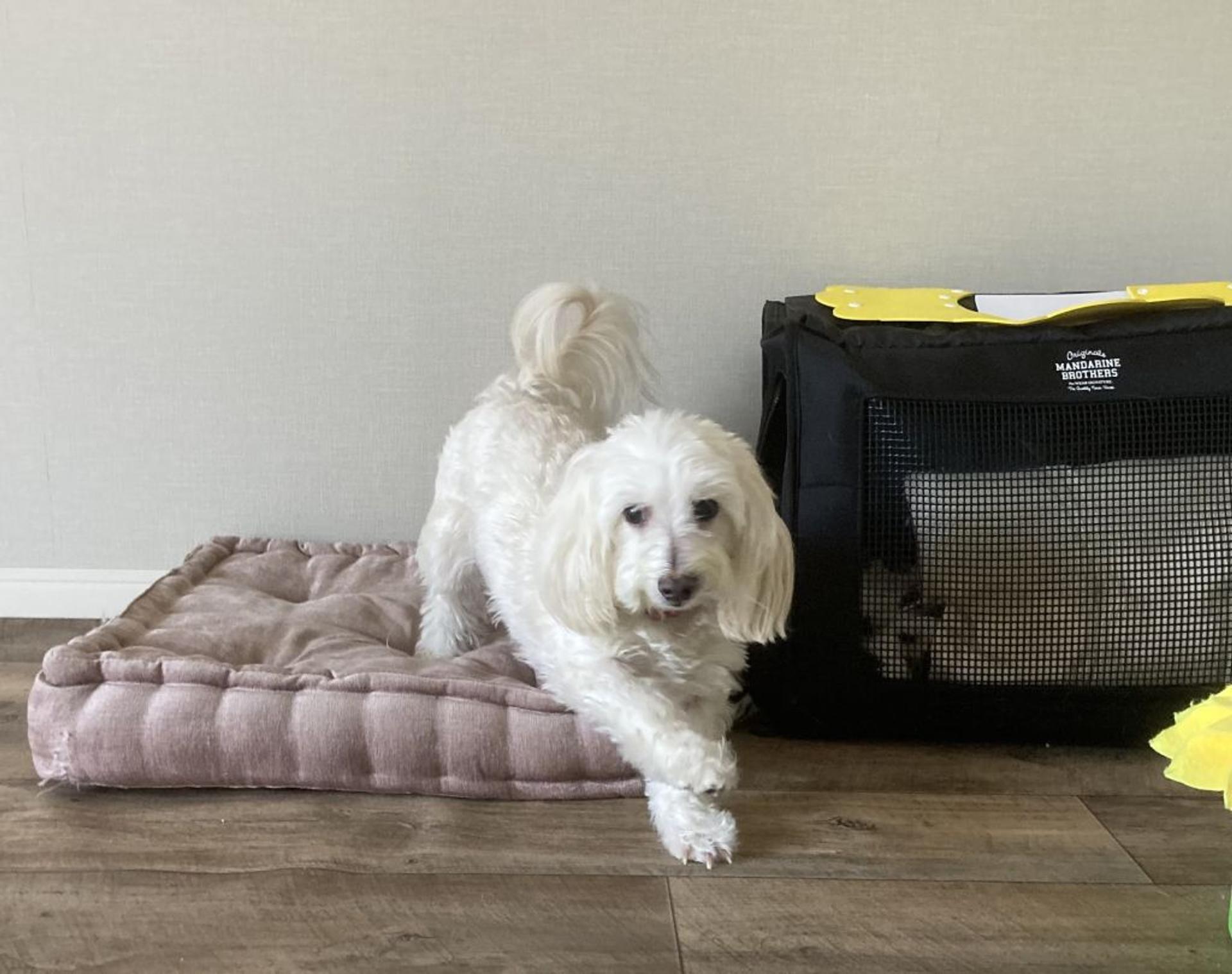 pet-image-6