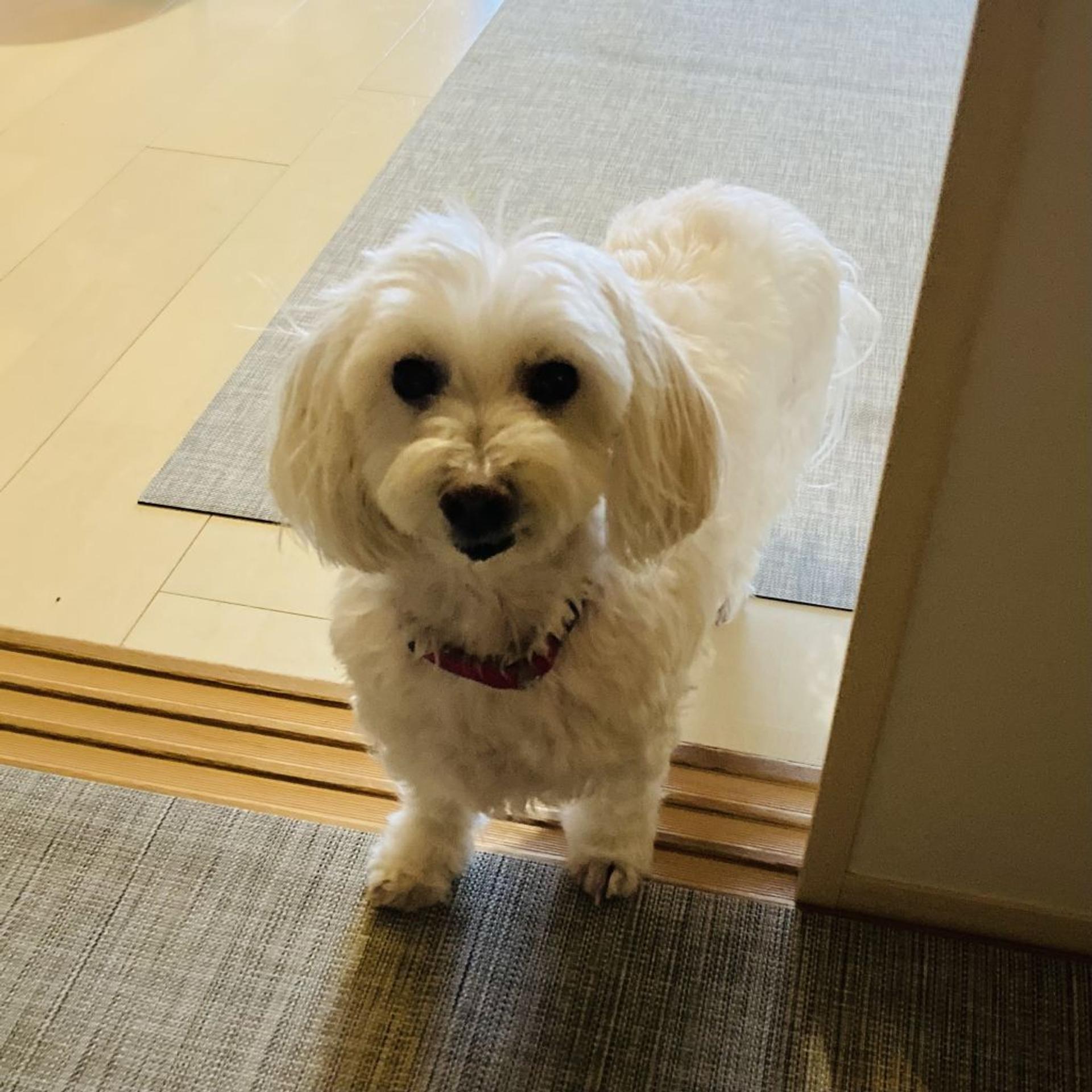 pet-image-10