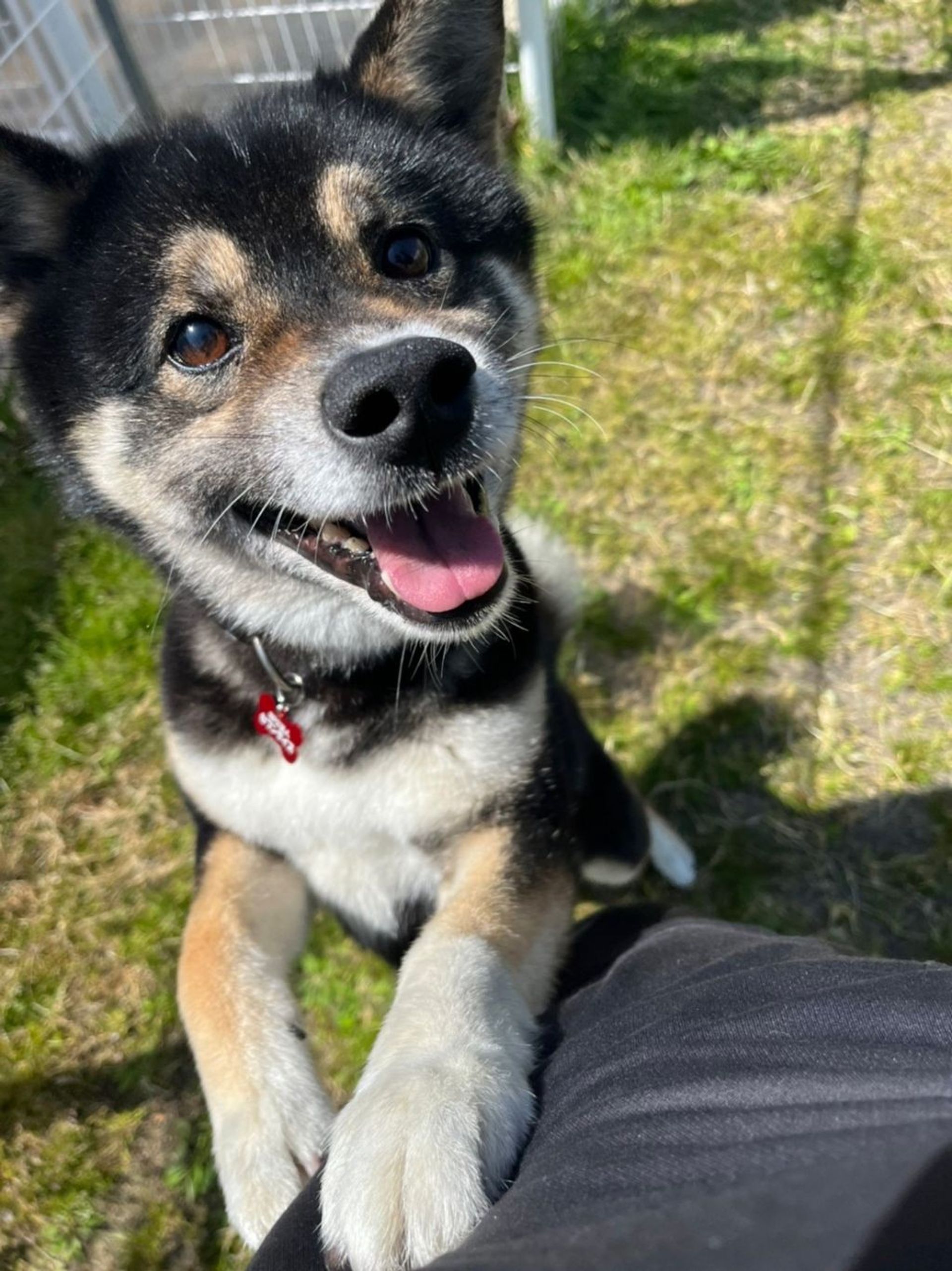 雑種（ミックス犬）・オスの里親募集の写真