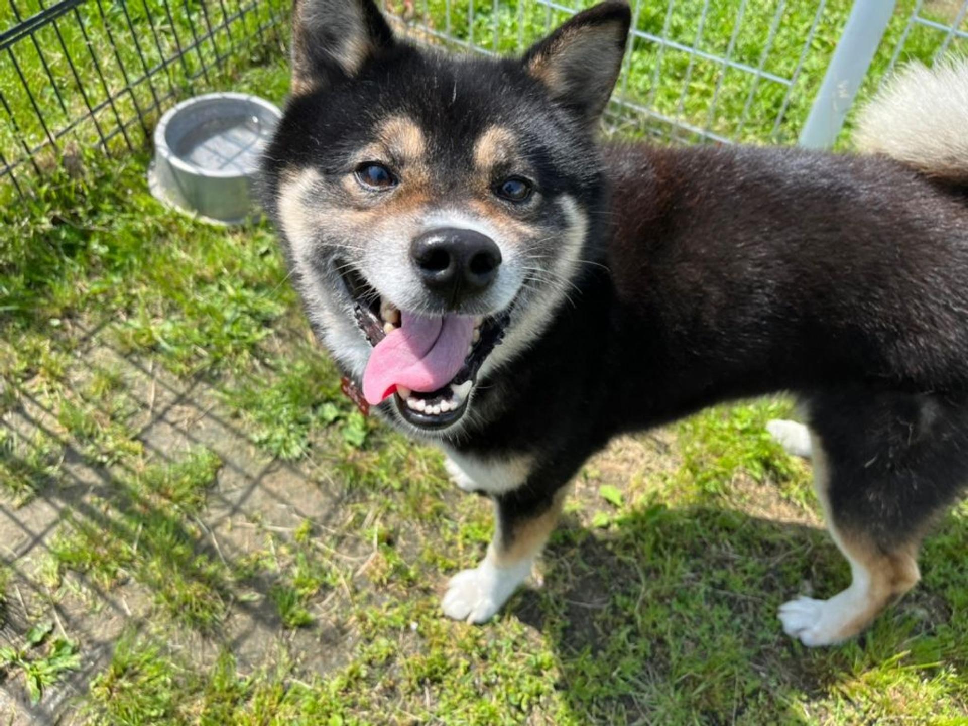 pet-image-2