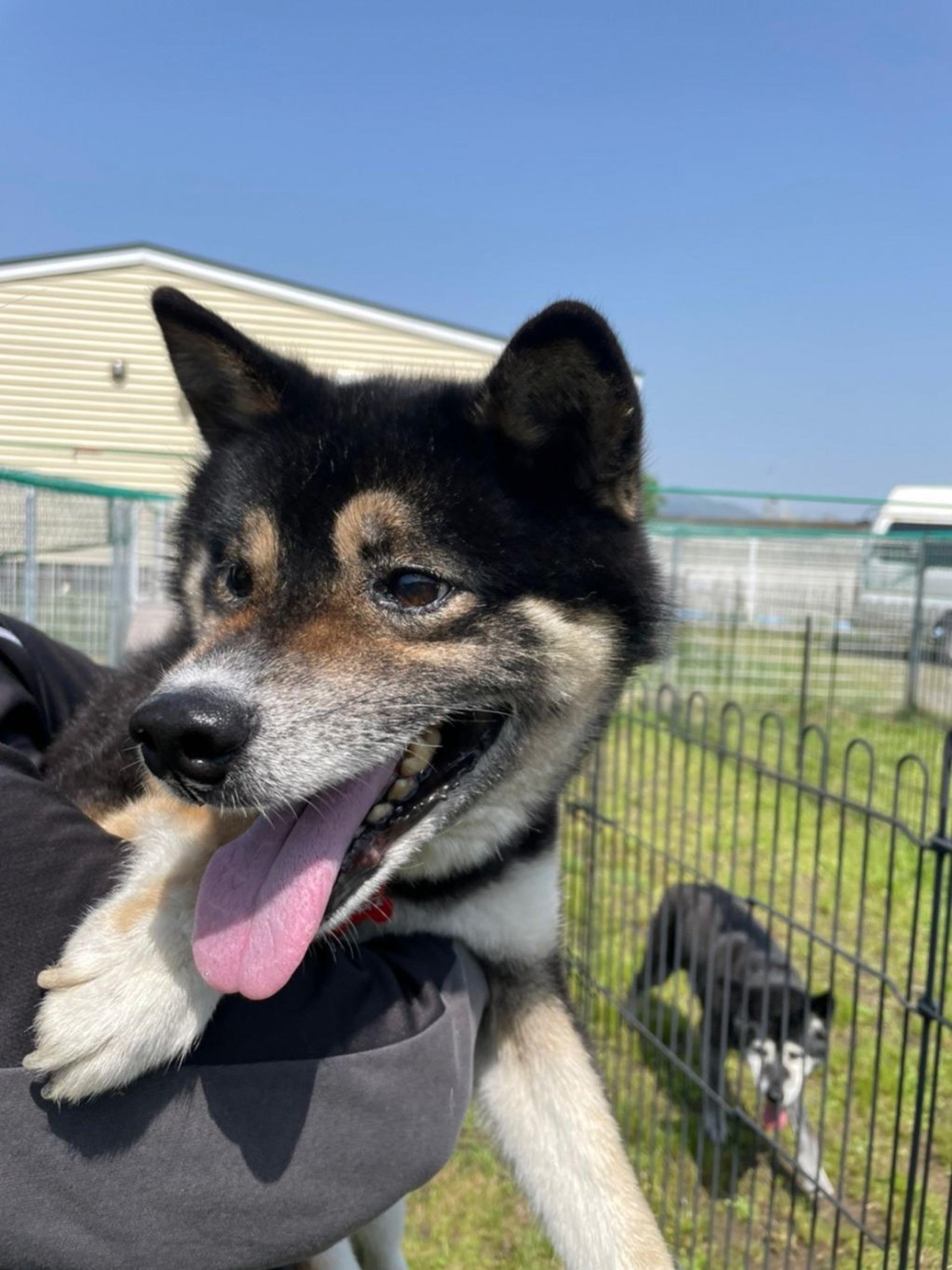 pet-image-4