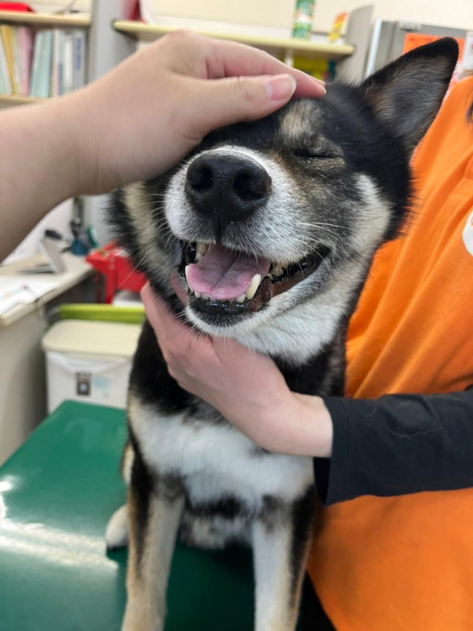 pet-image-5