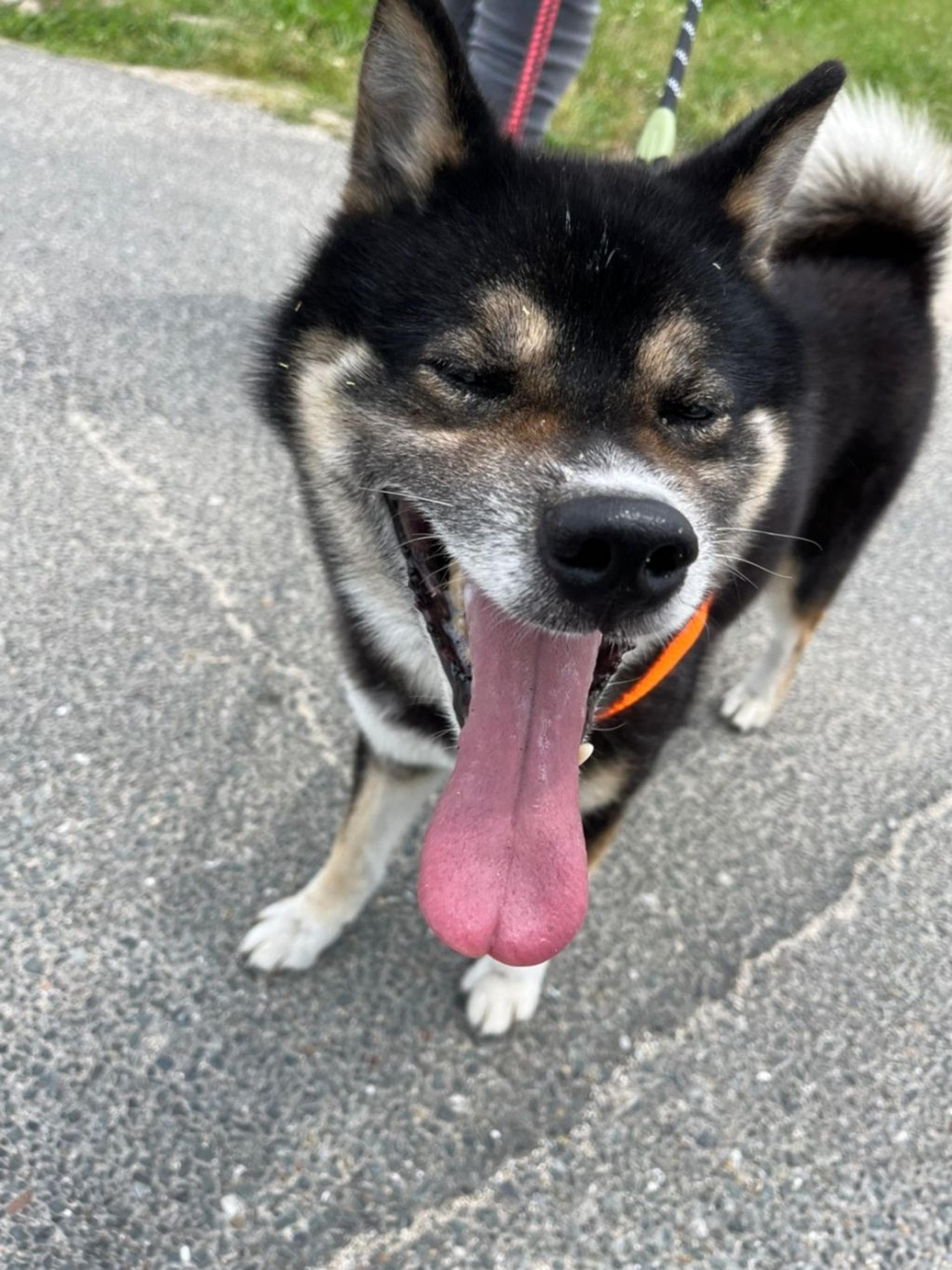 pet-image-7