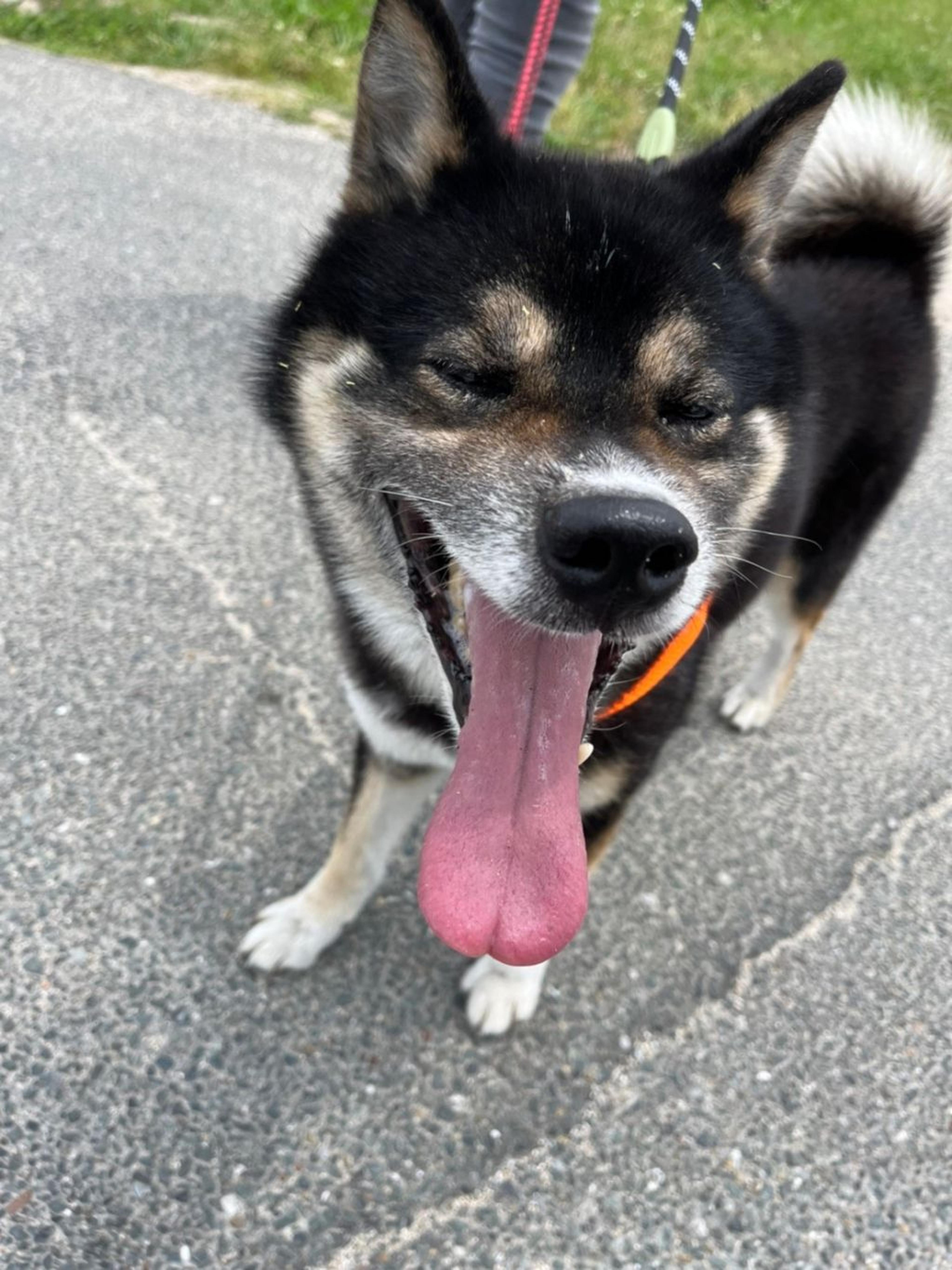 pet-image-7