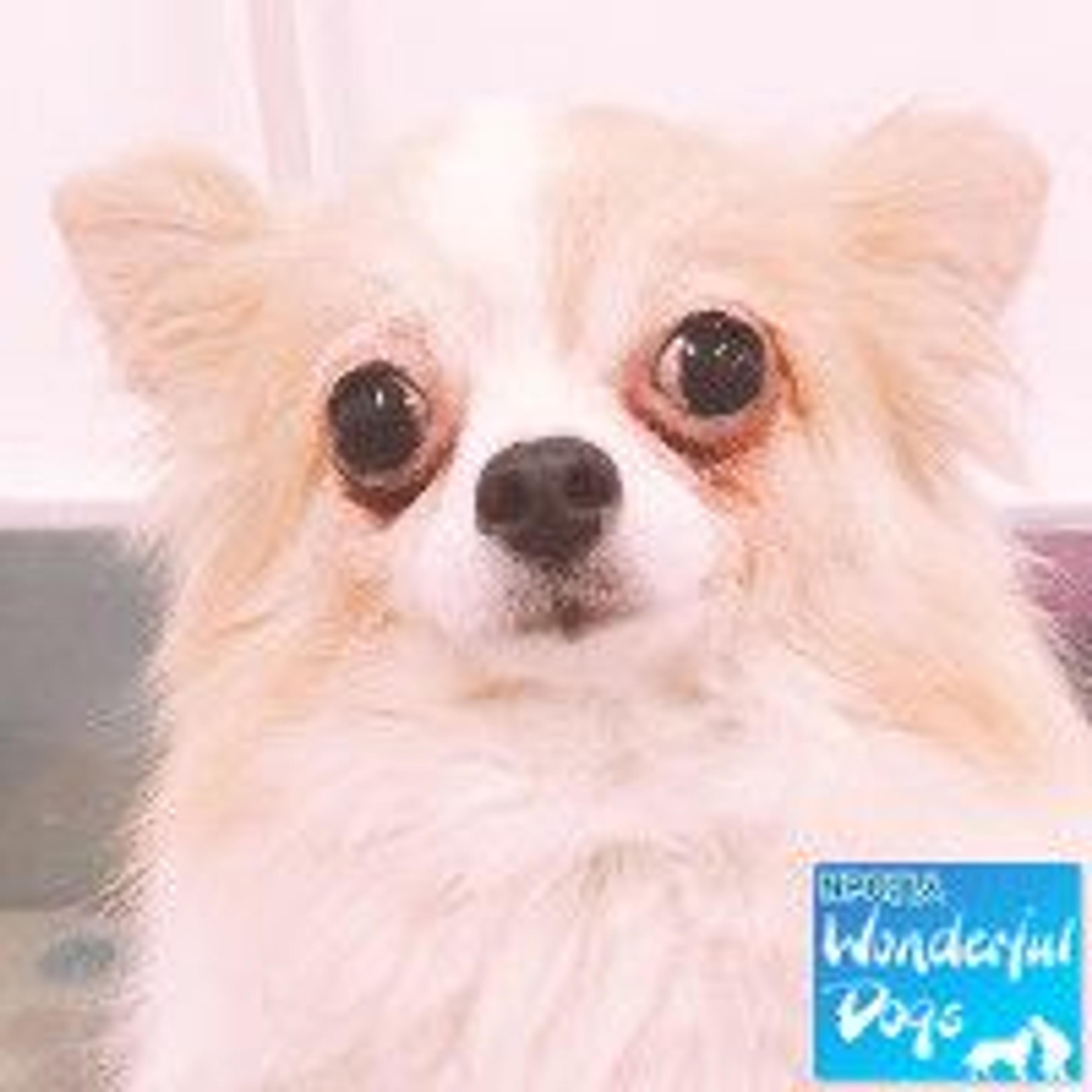 pet-image-3