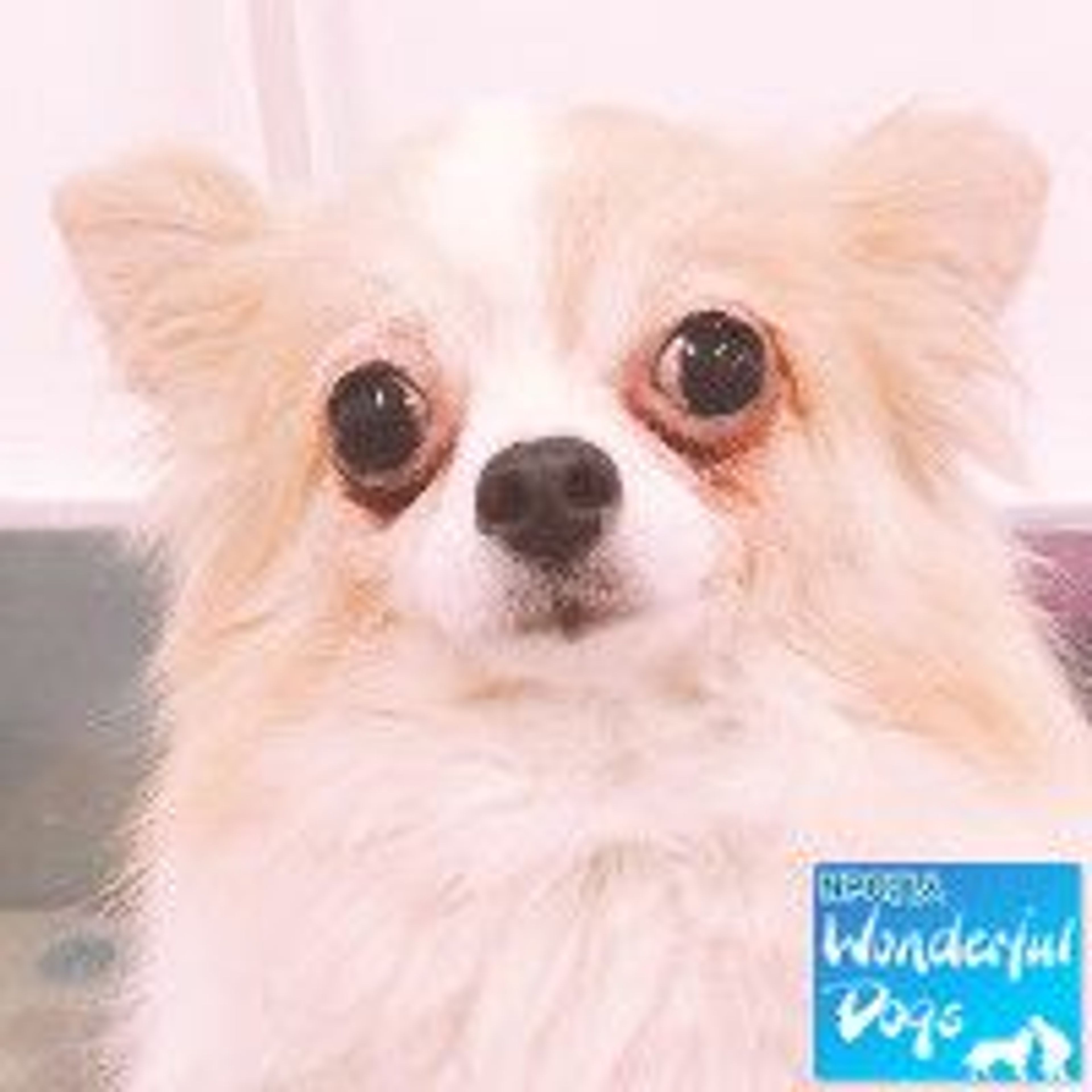 pet-image-3