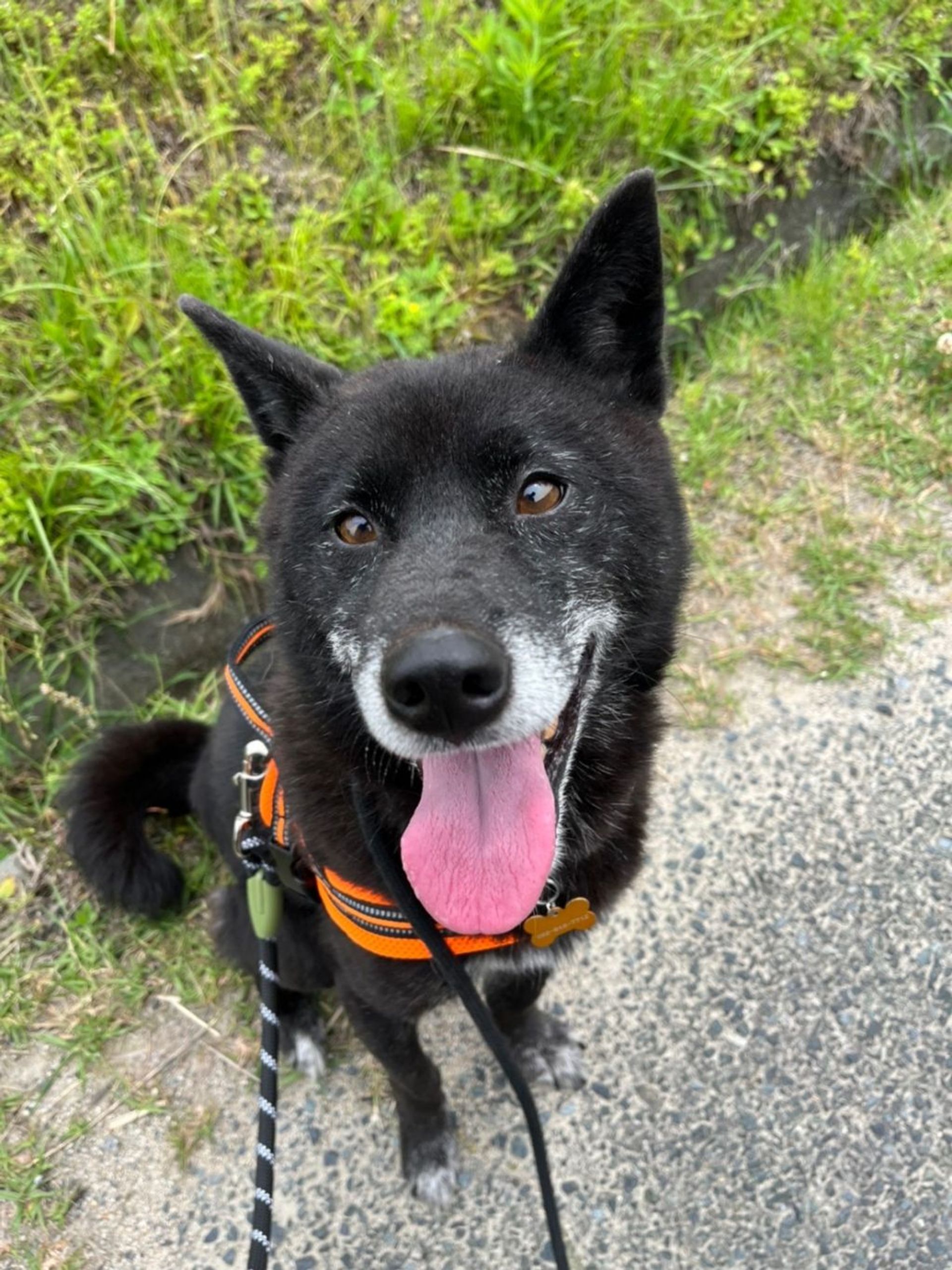 雑種（ミックス犬）・オスの里親募集の写真