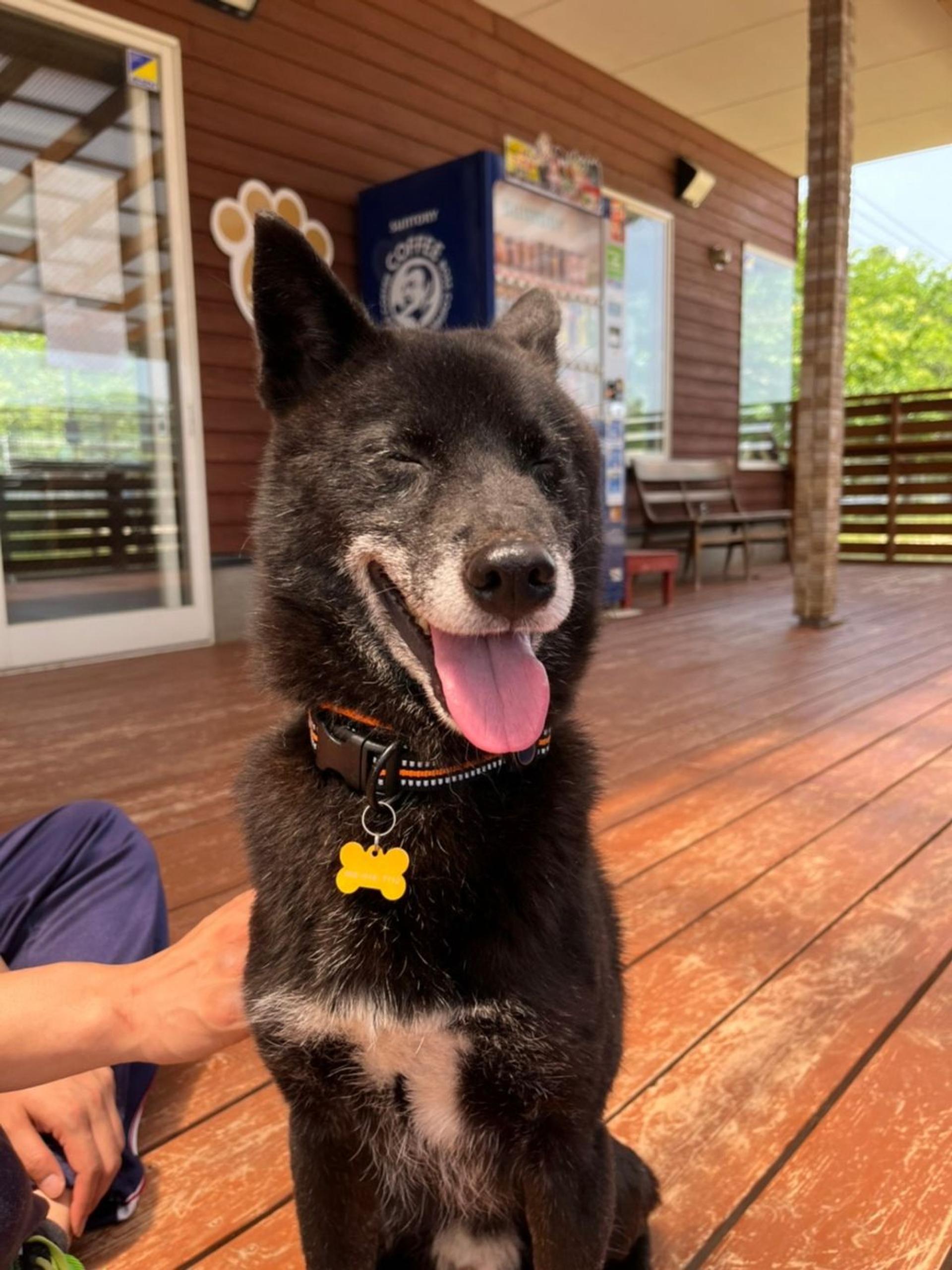 pet-image-2
