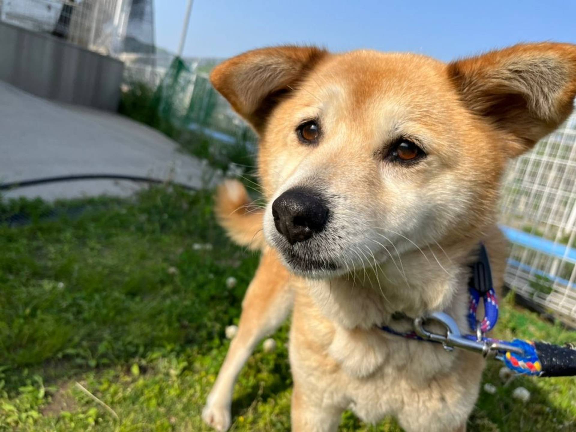 雑種（ミックス犬）・メスの里親募集の写真