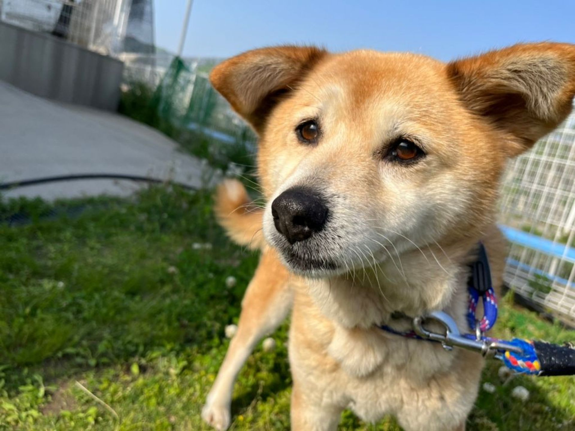 雑種（ミックス犬）・メスの里親募集の写真