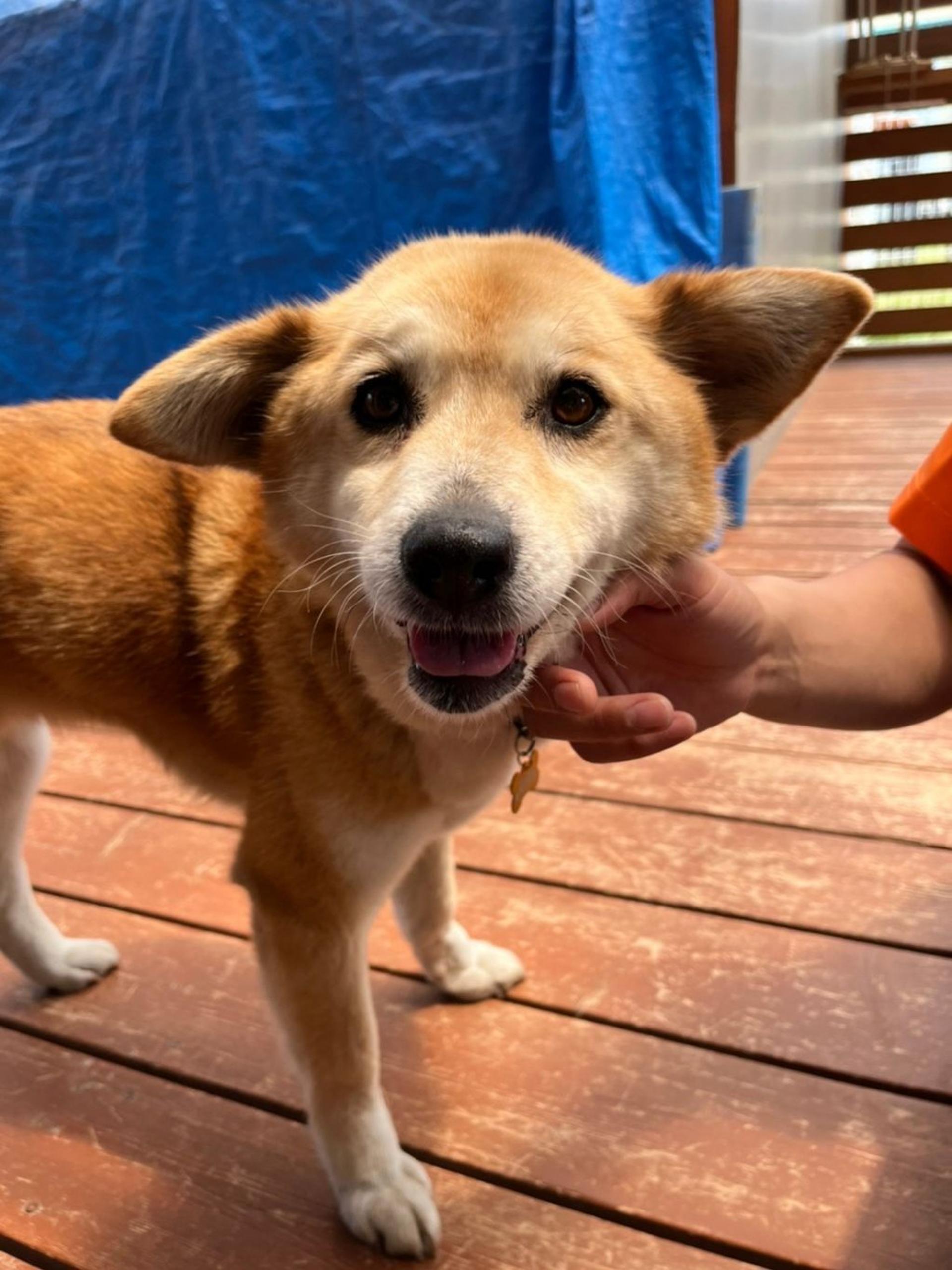 pet-image-5