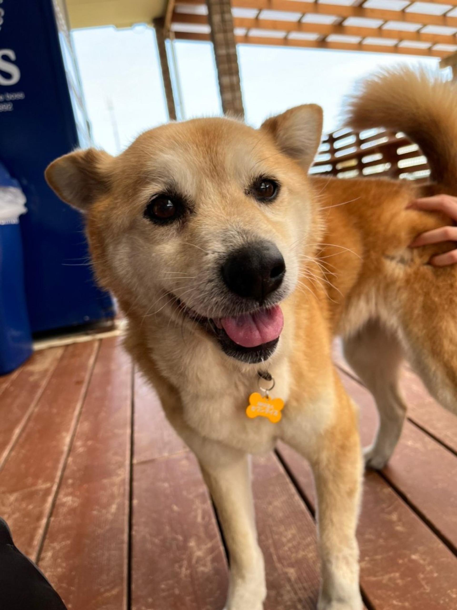 pet-image-6