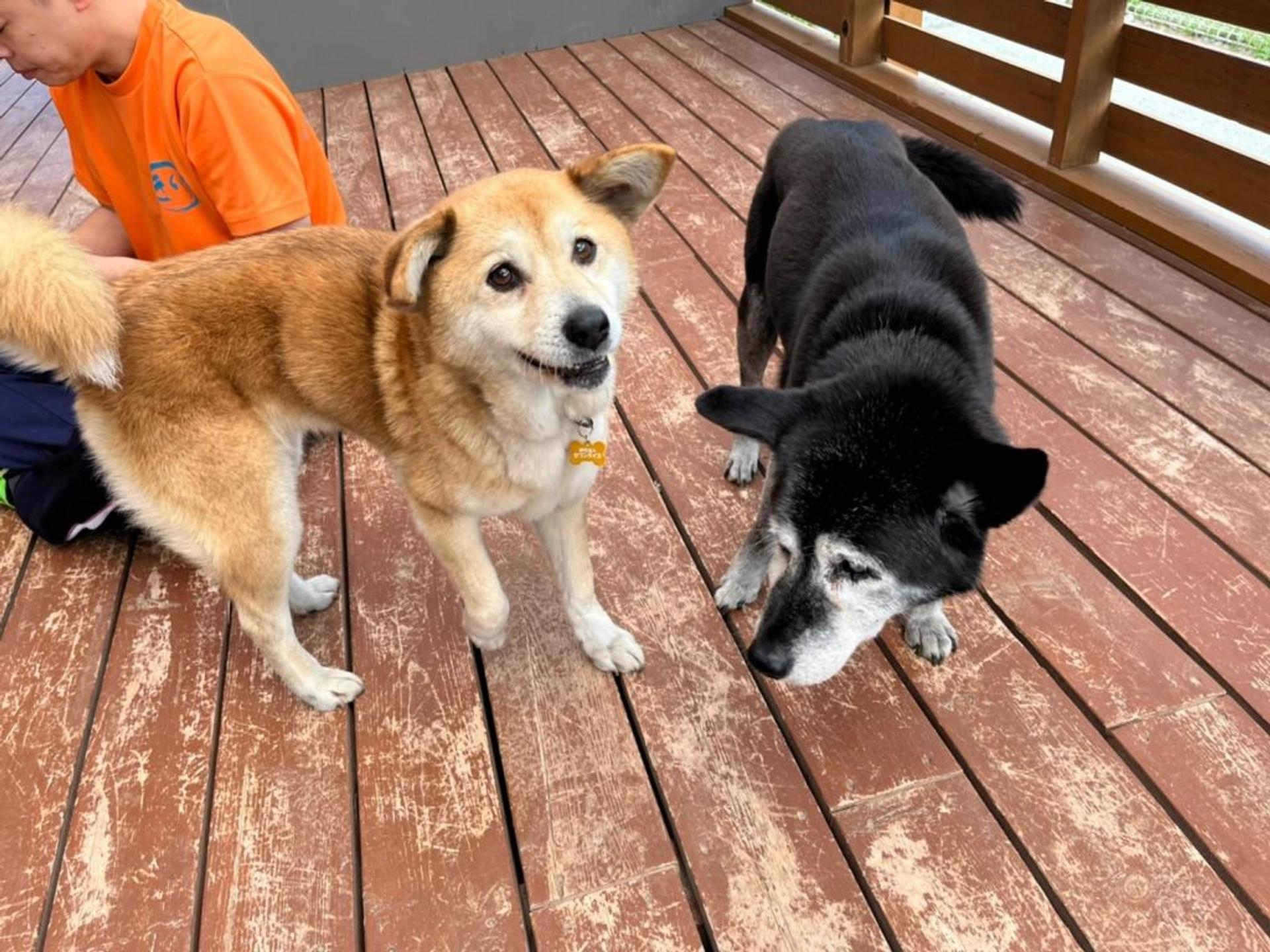 pet-image-7