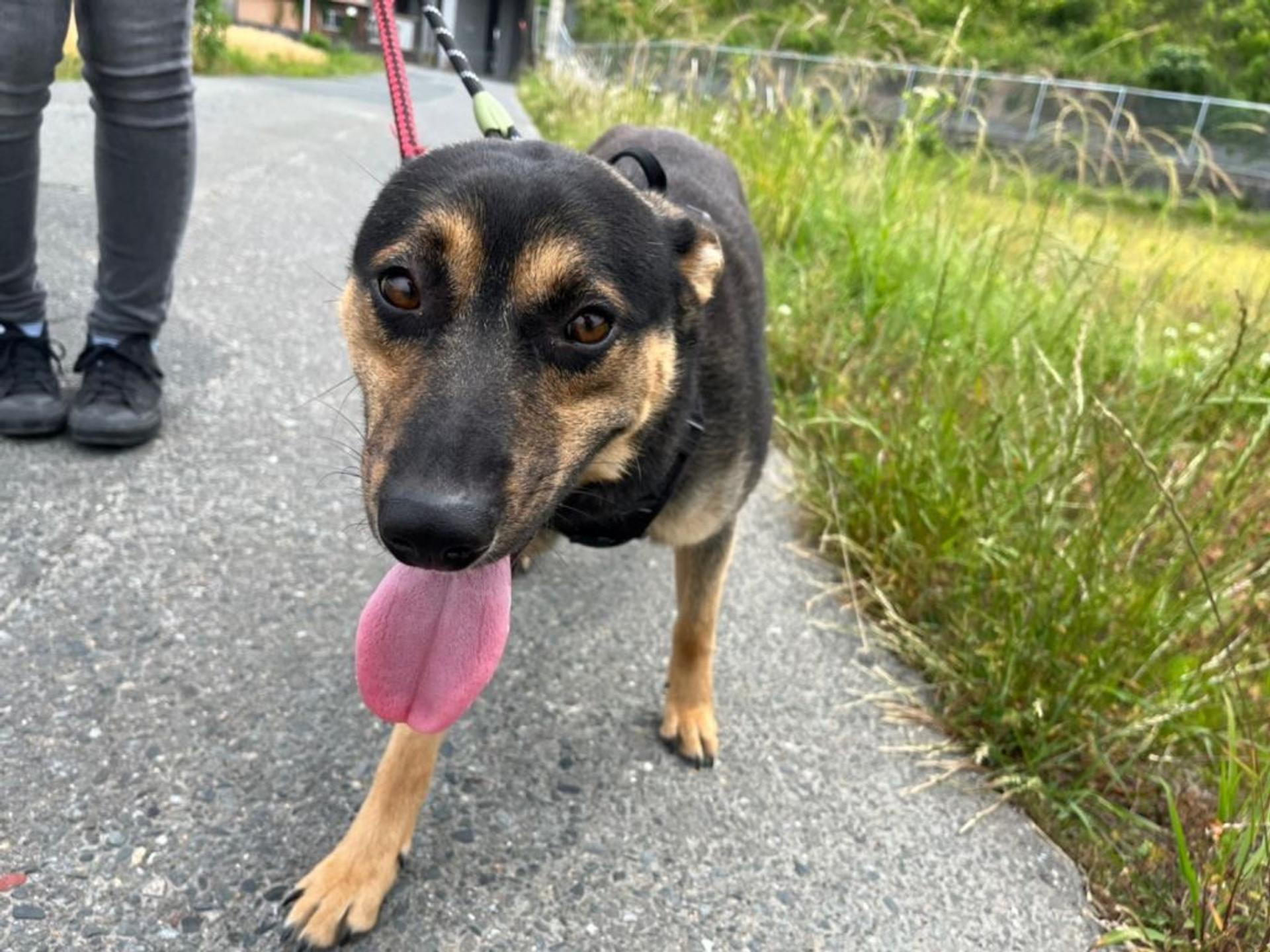 pet-image-2