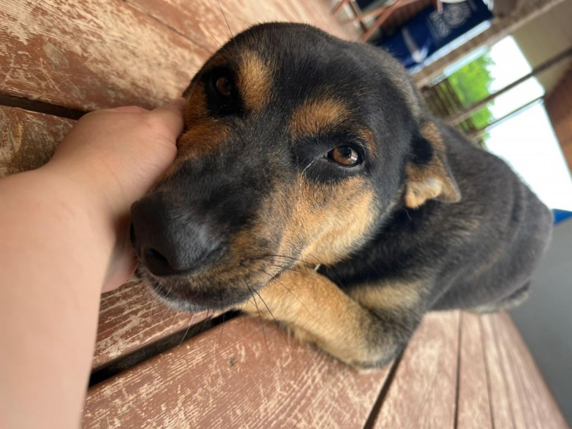 pet-image-4