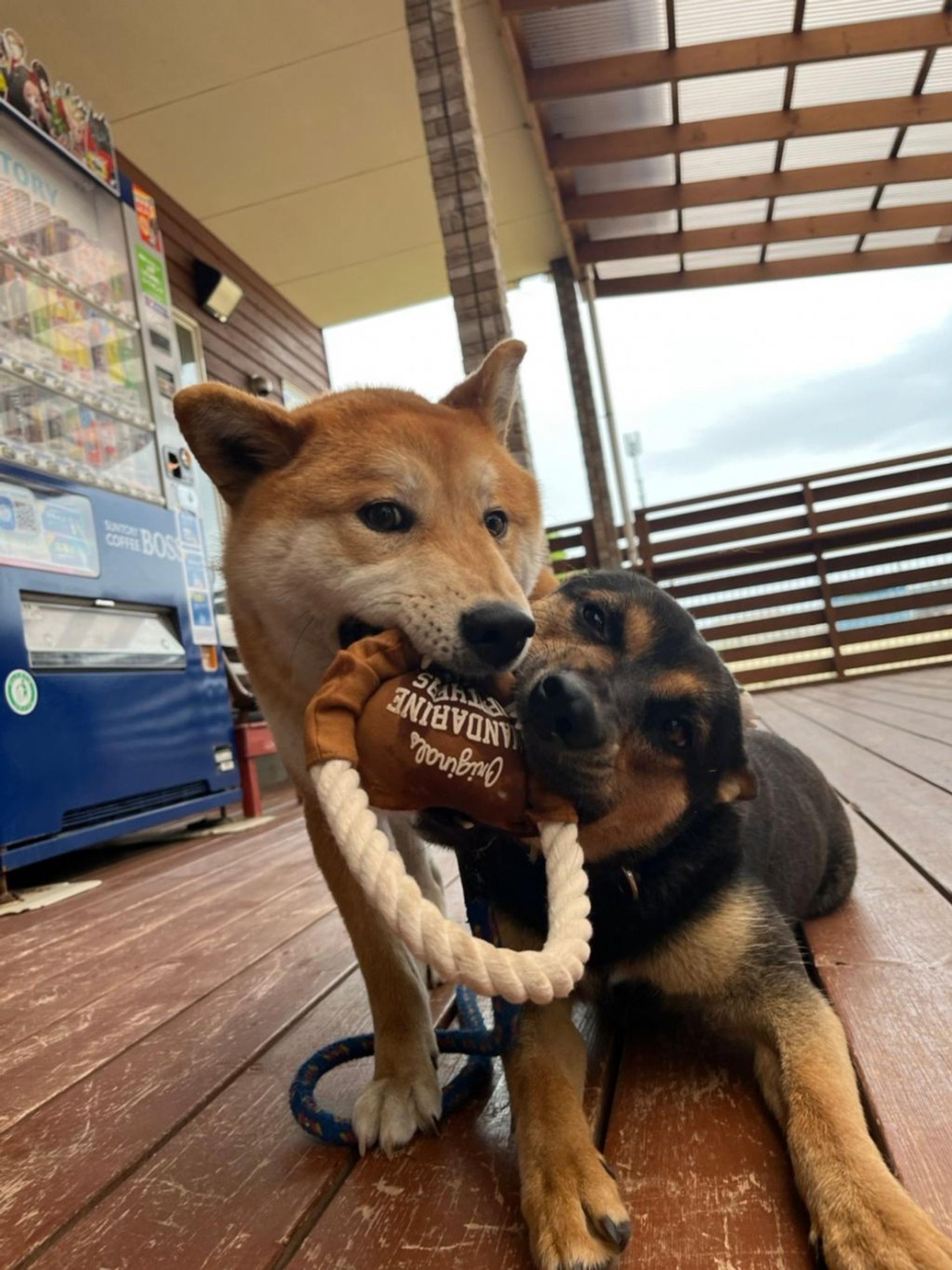 pet-image-6