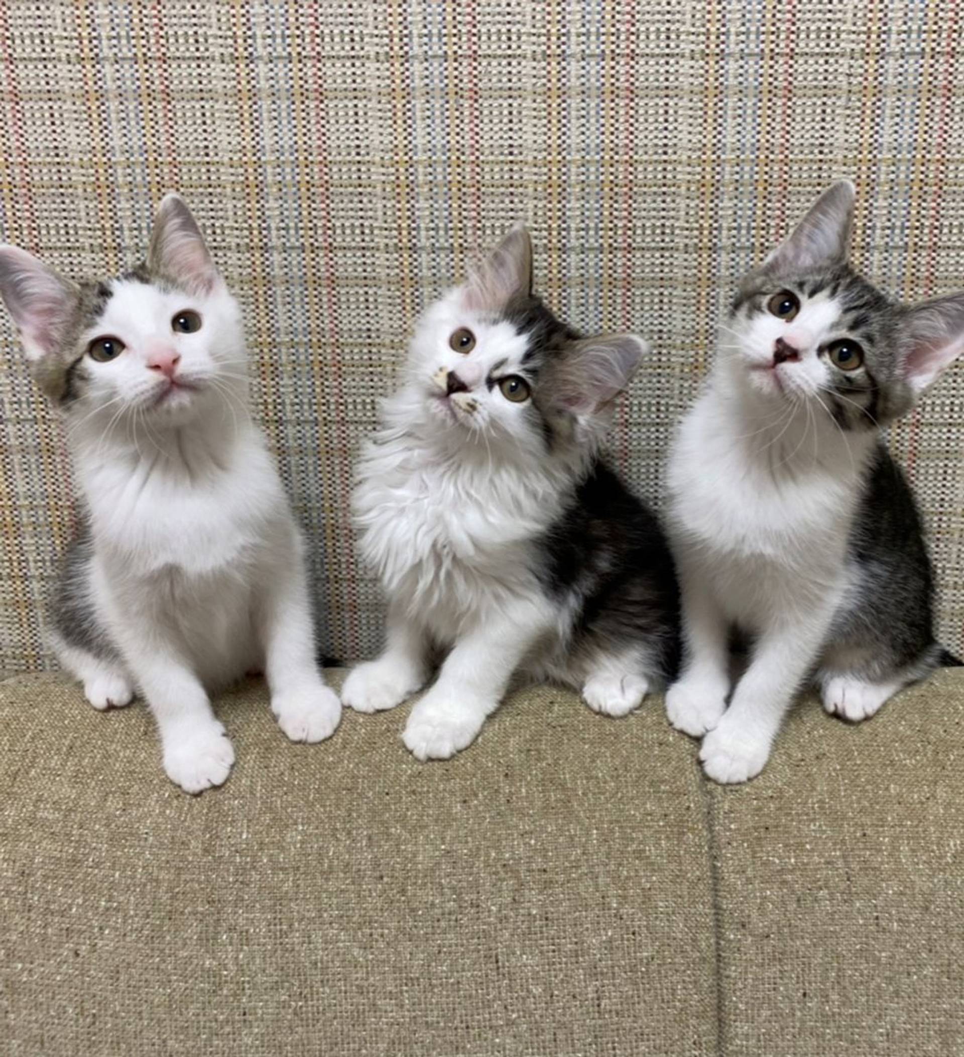 雑種（ミックス猫）・メスの里親募集の写真