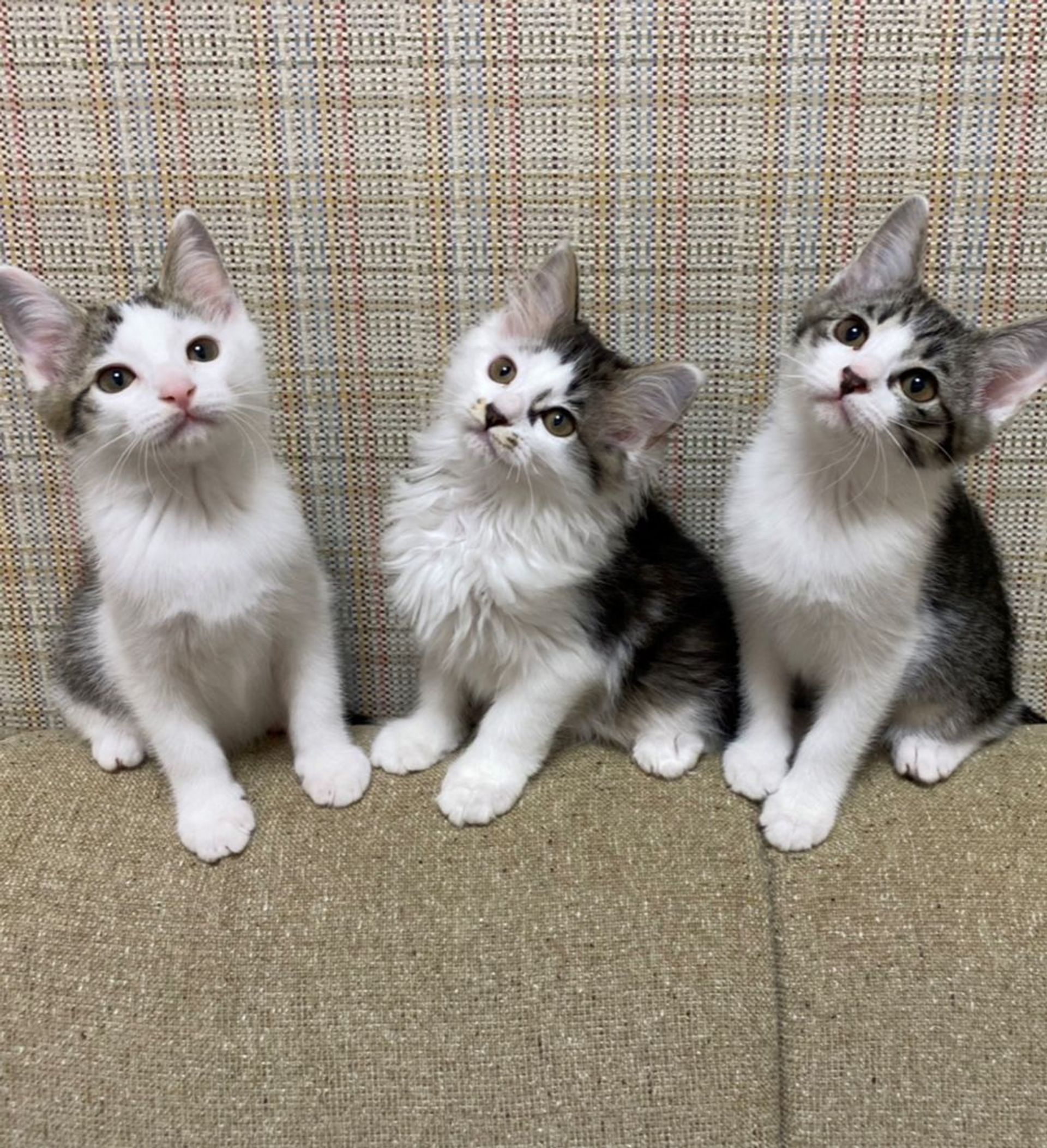 雑種（ミックス猫）・メスの里親募集の写真