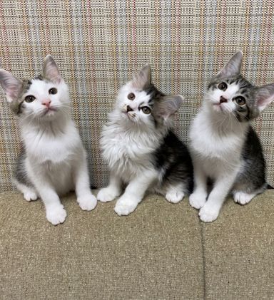 いばら・のばら・そうびの写真