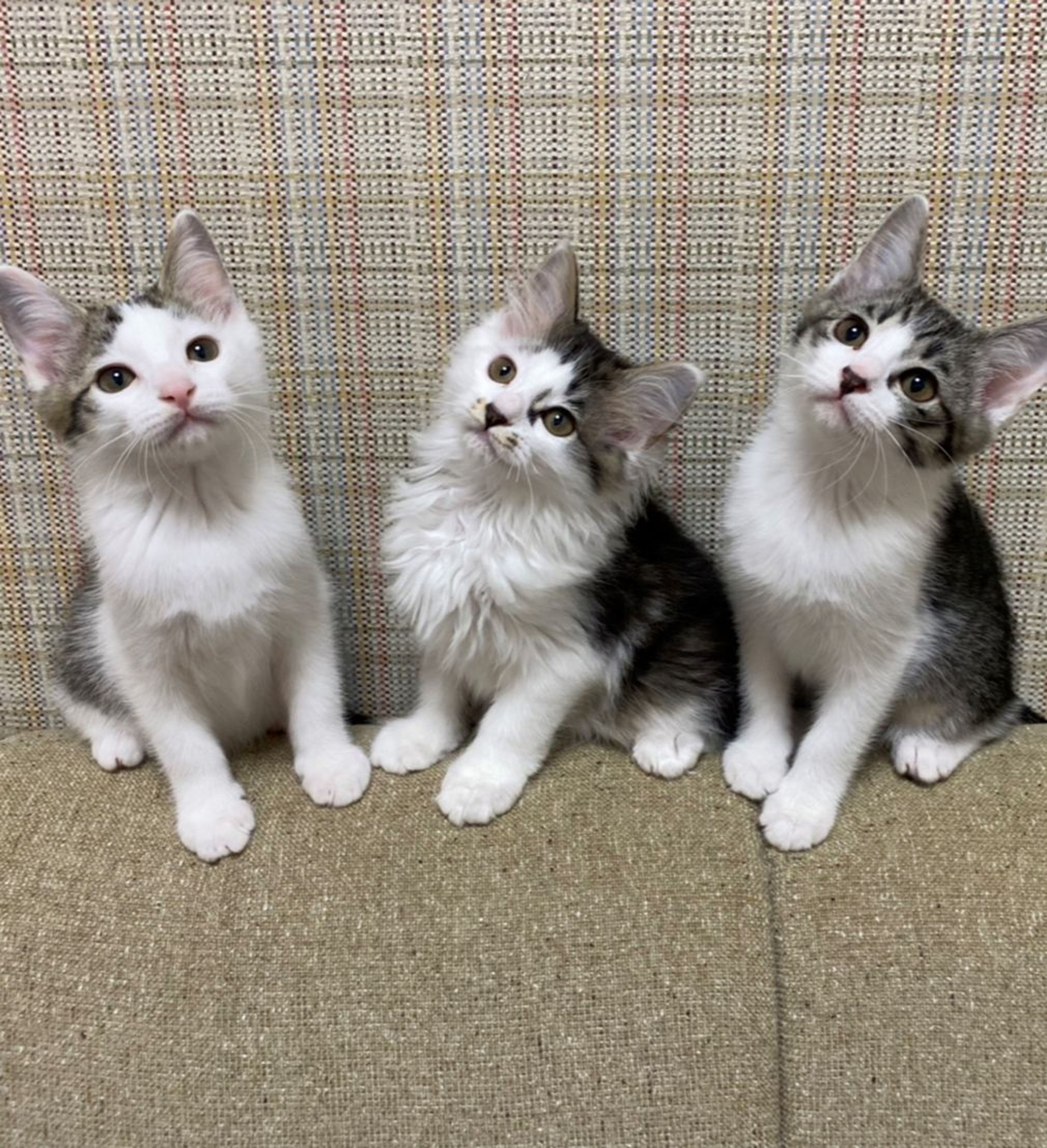 雑種（ミックス猫）・メスの里親募集の写真