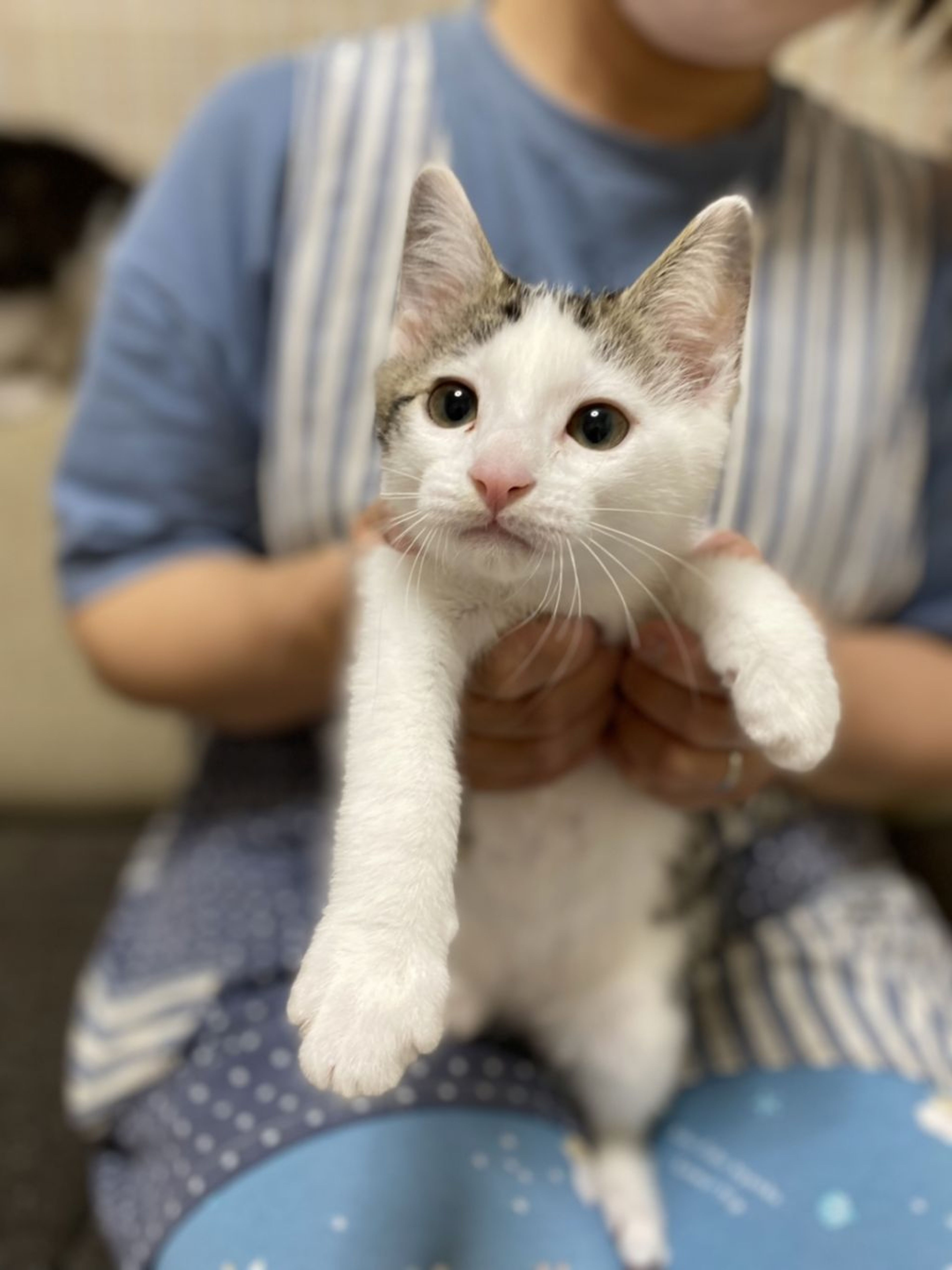 pet-image-4