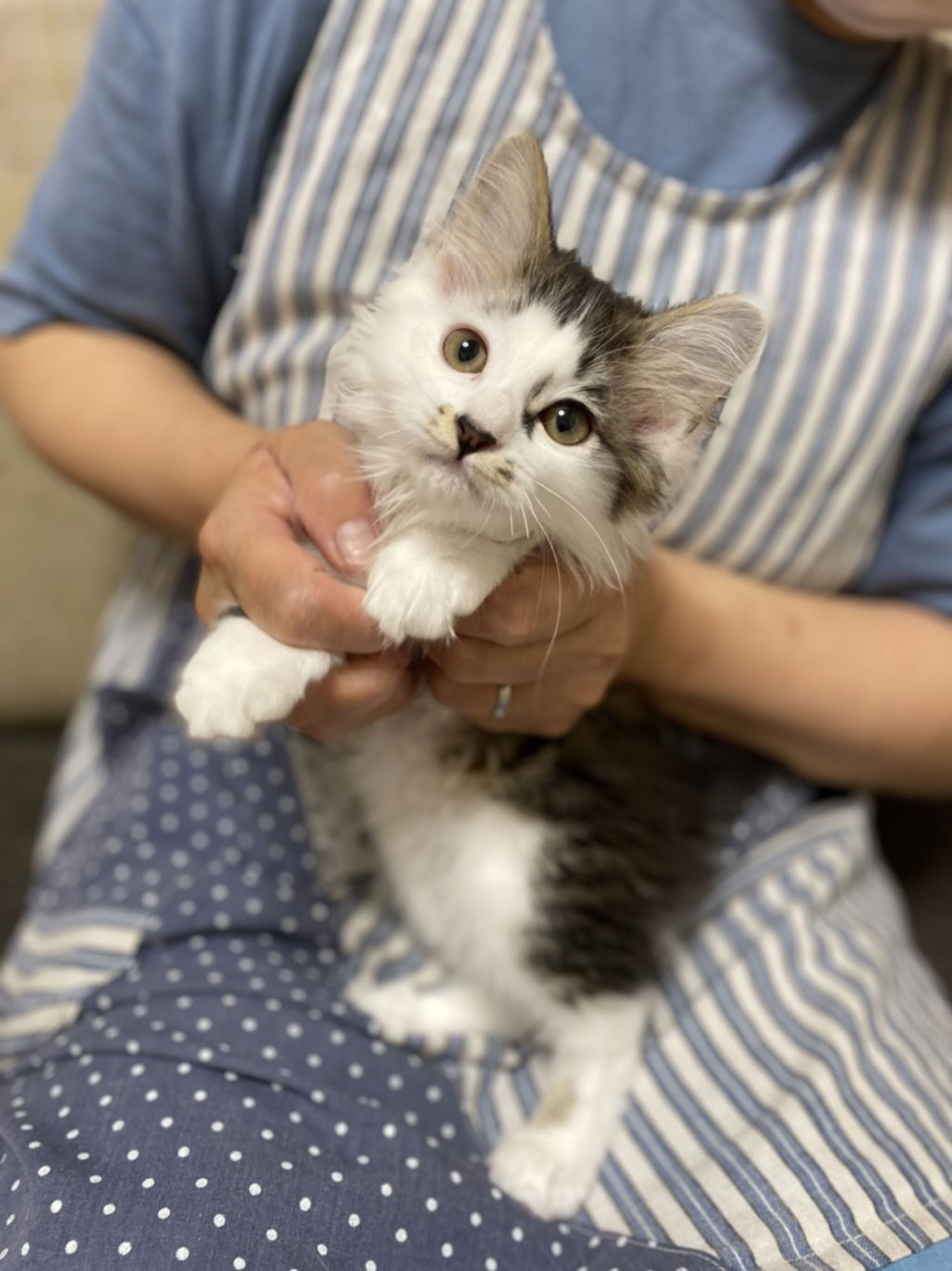 pet-image-5