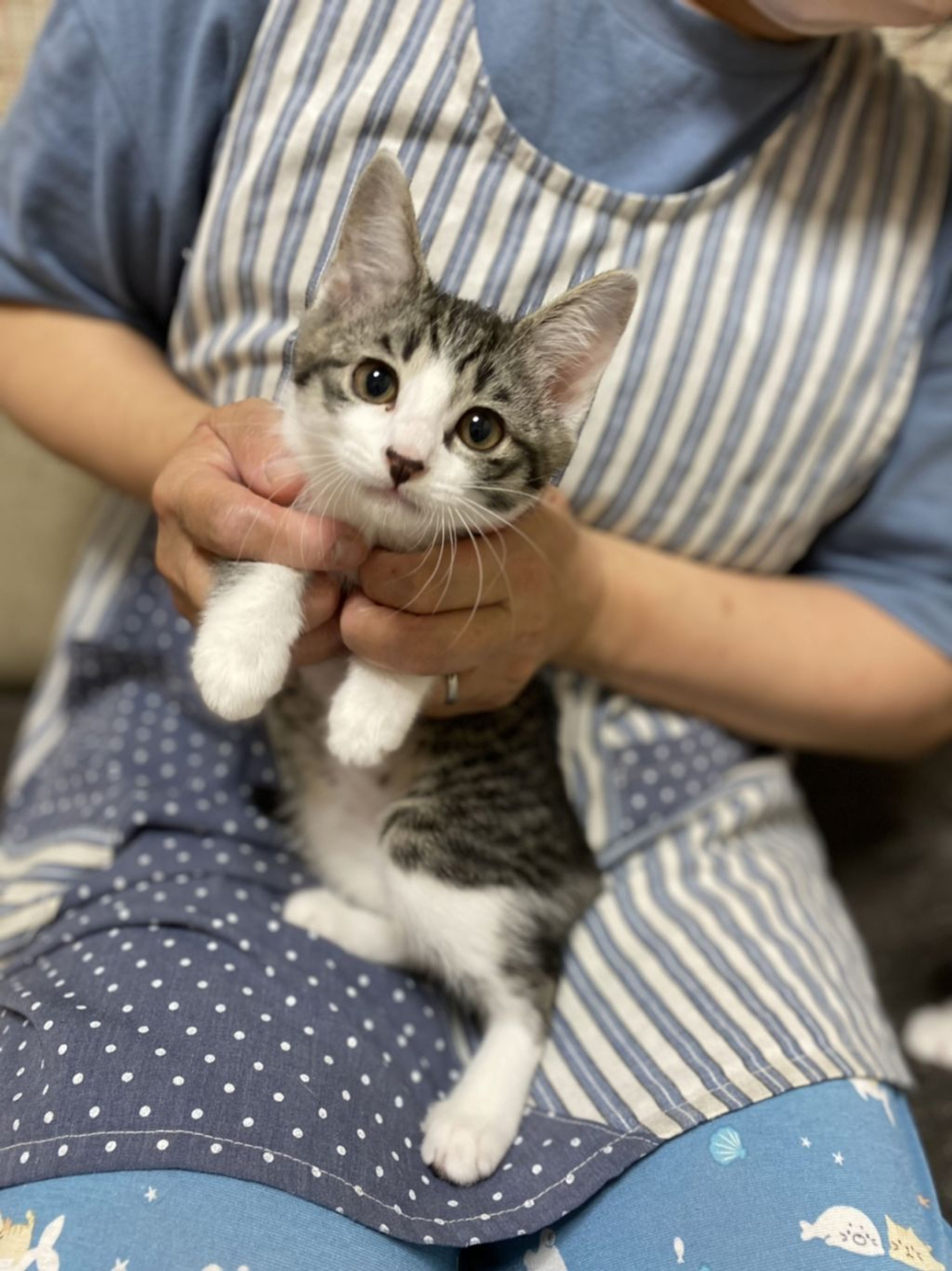 pet-image-6