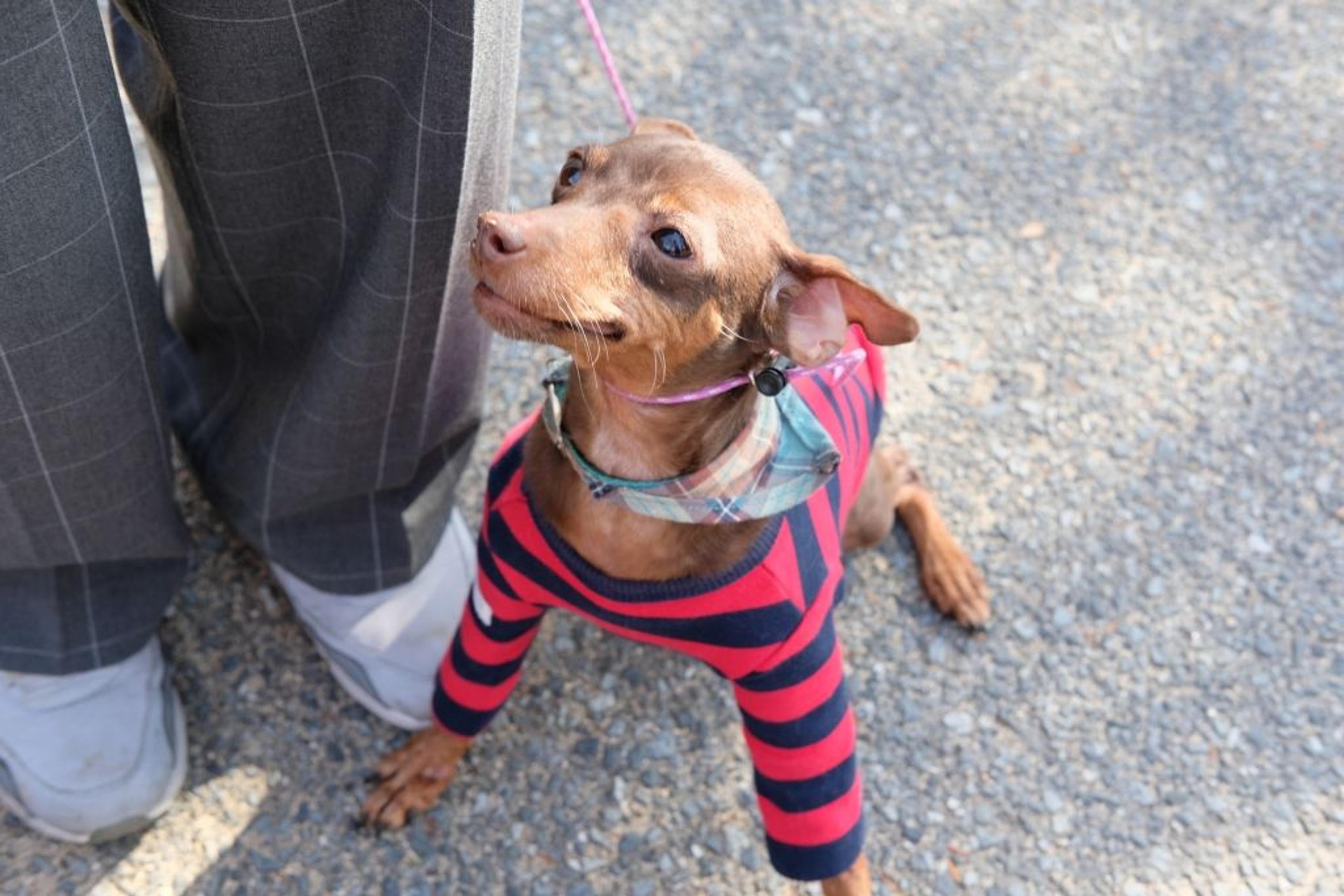 pet-image-2