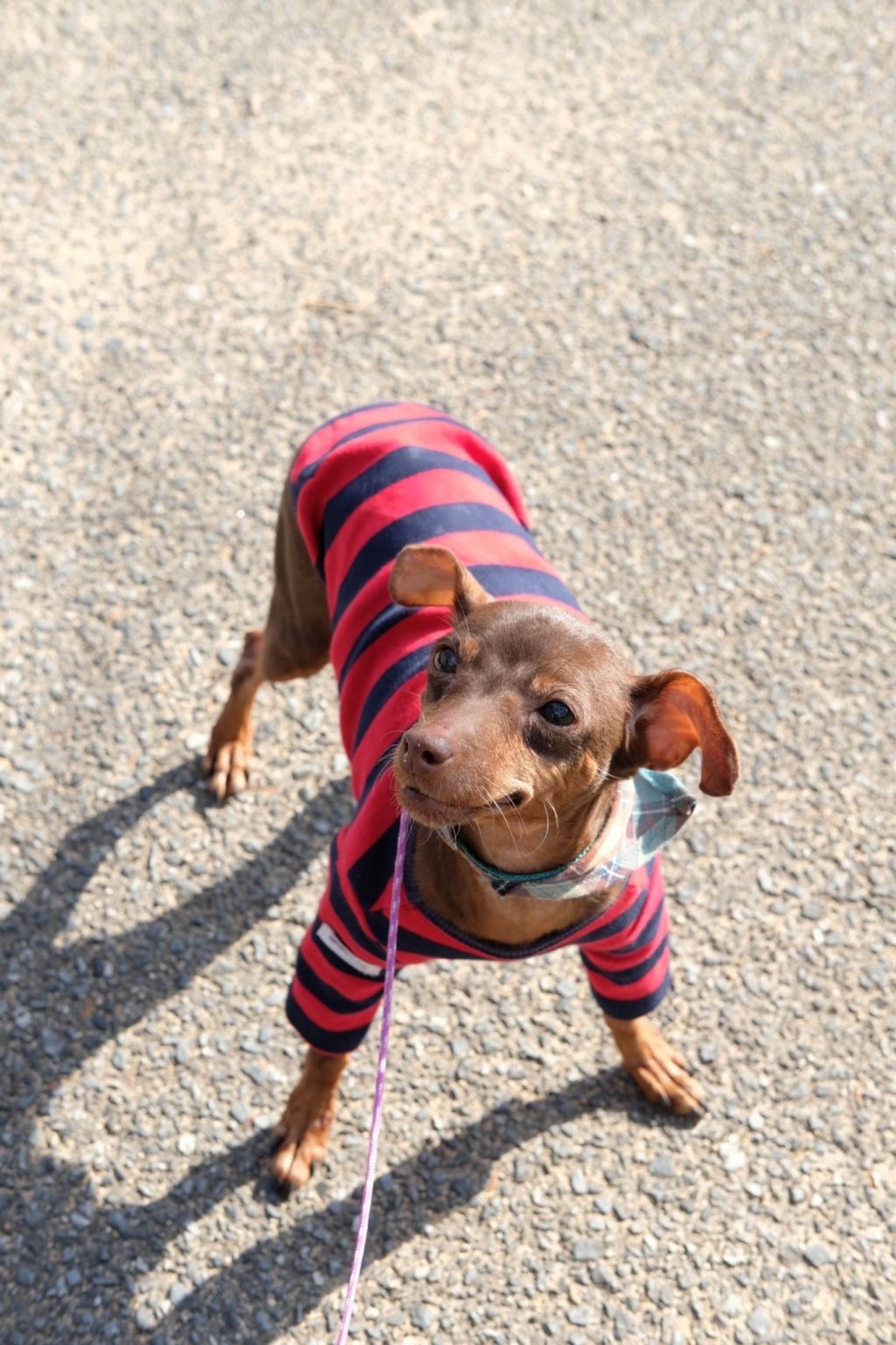 pet-image-3